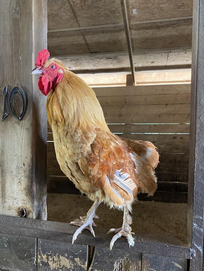 Enlarge Fettuccine, a Adoptable Chicken in Ravenna, OH image 2/2