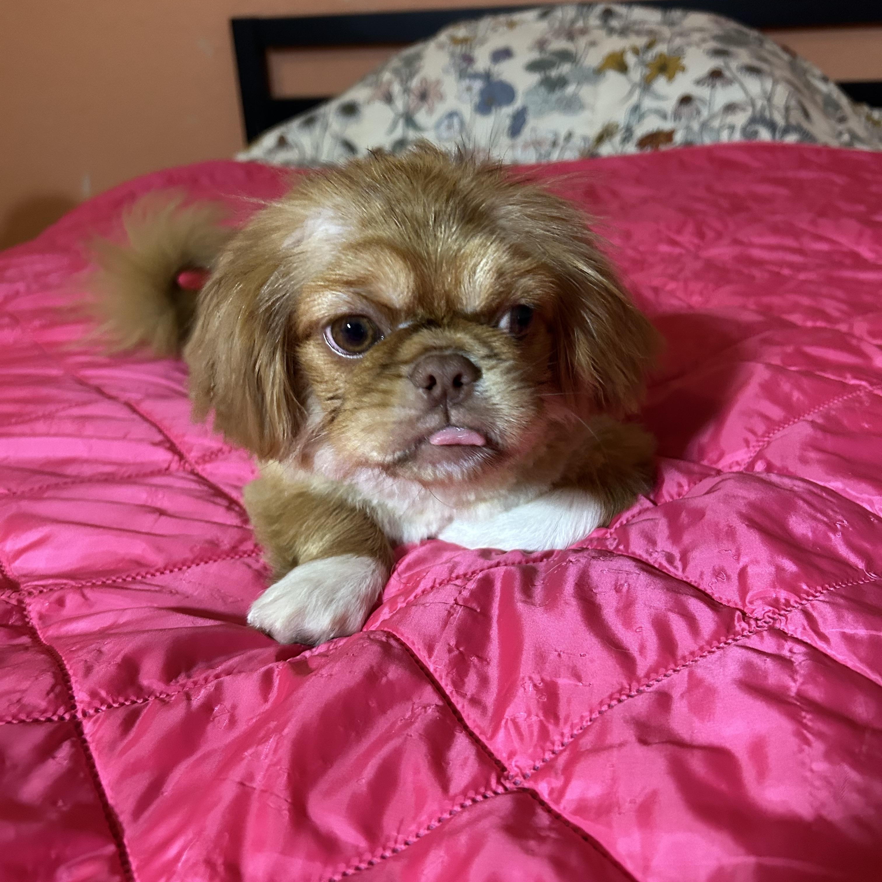 Enlarge Meridith, an adopted Pekingese in Lafayette, Indiana, IN image 2/4