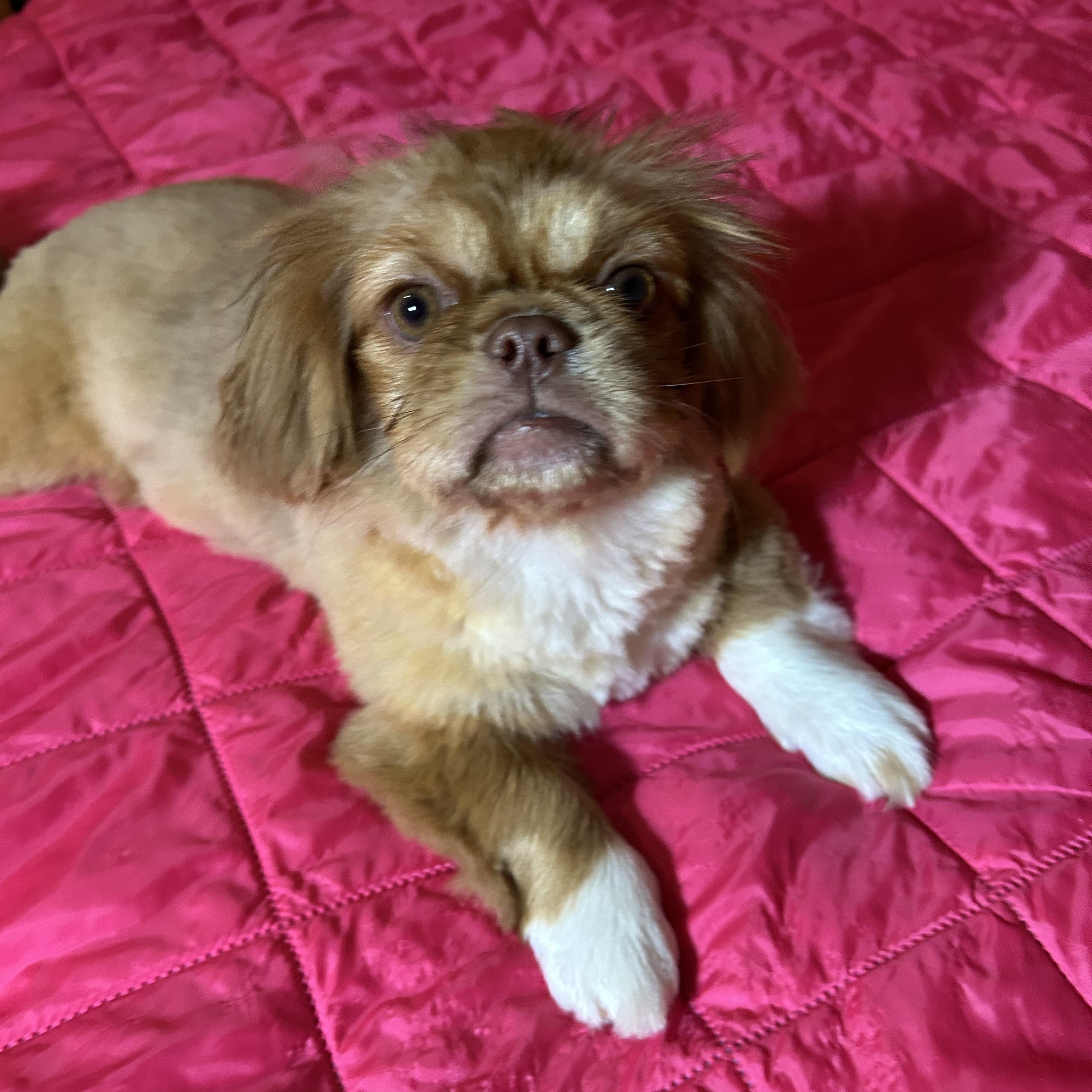 Meridith, adopted, Puppy Female Pekingese.