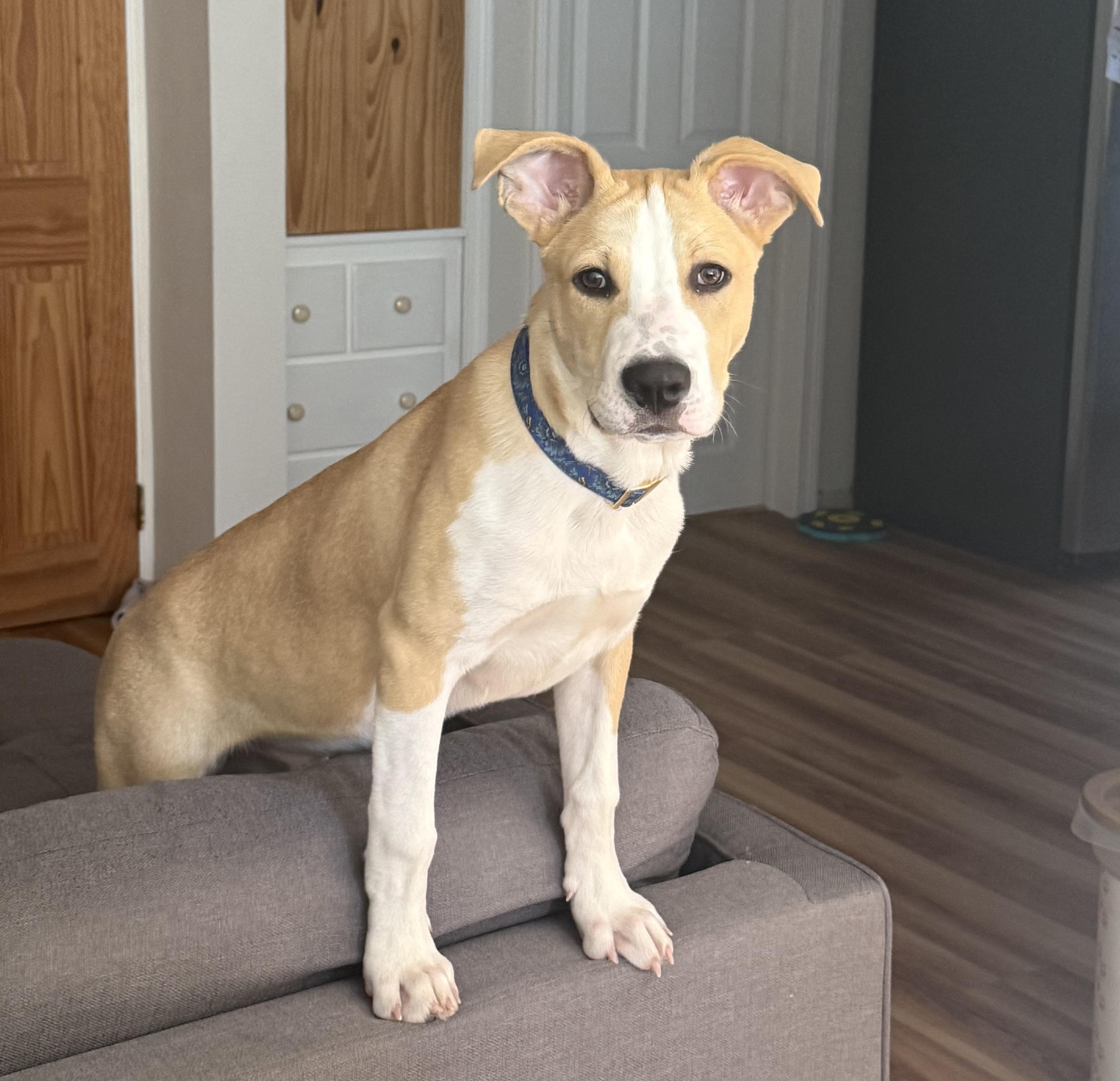 Enlarge Lalo, a Adoptable mixed breed in Albany, NY image 1/6