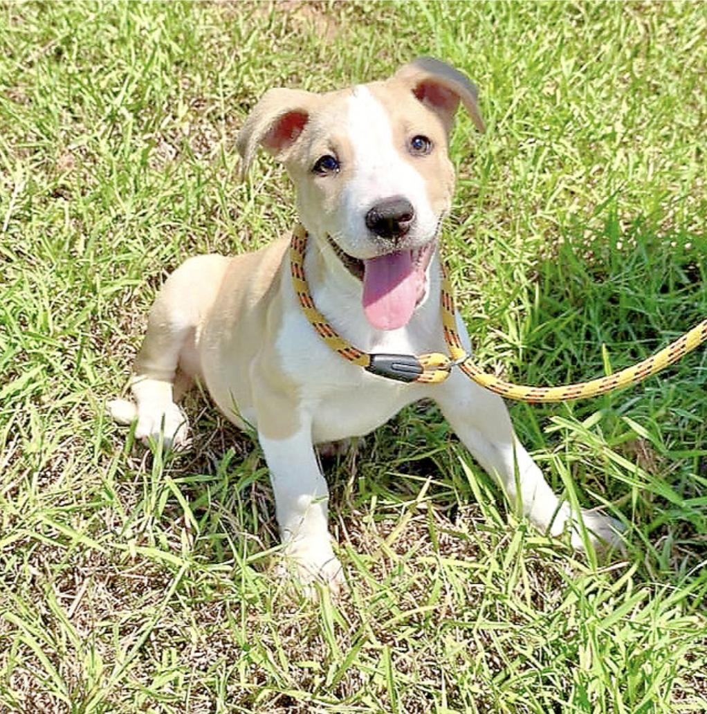 Enlarge Lalo, a Adoptable mixed breed in Albany, NY image 5/6