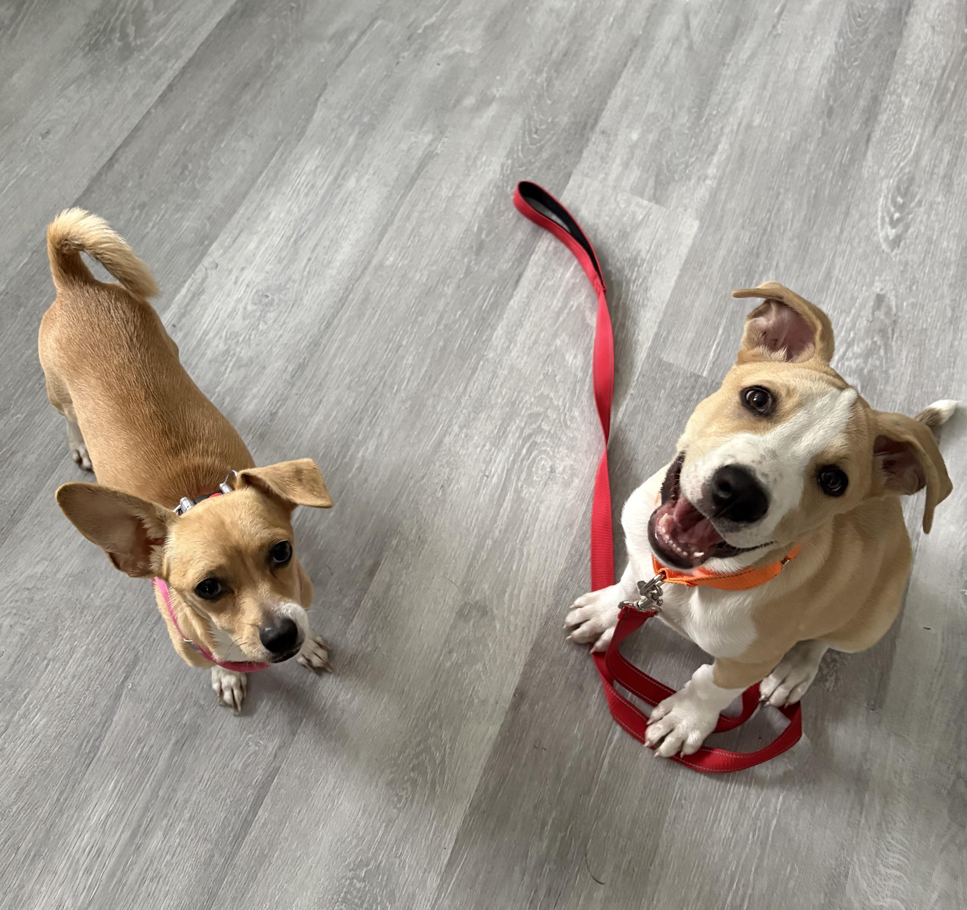 Enlarge Lalo, a Adoptable mixed breed in Albany, NY image 3/6