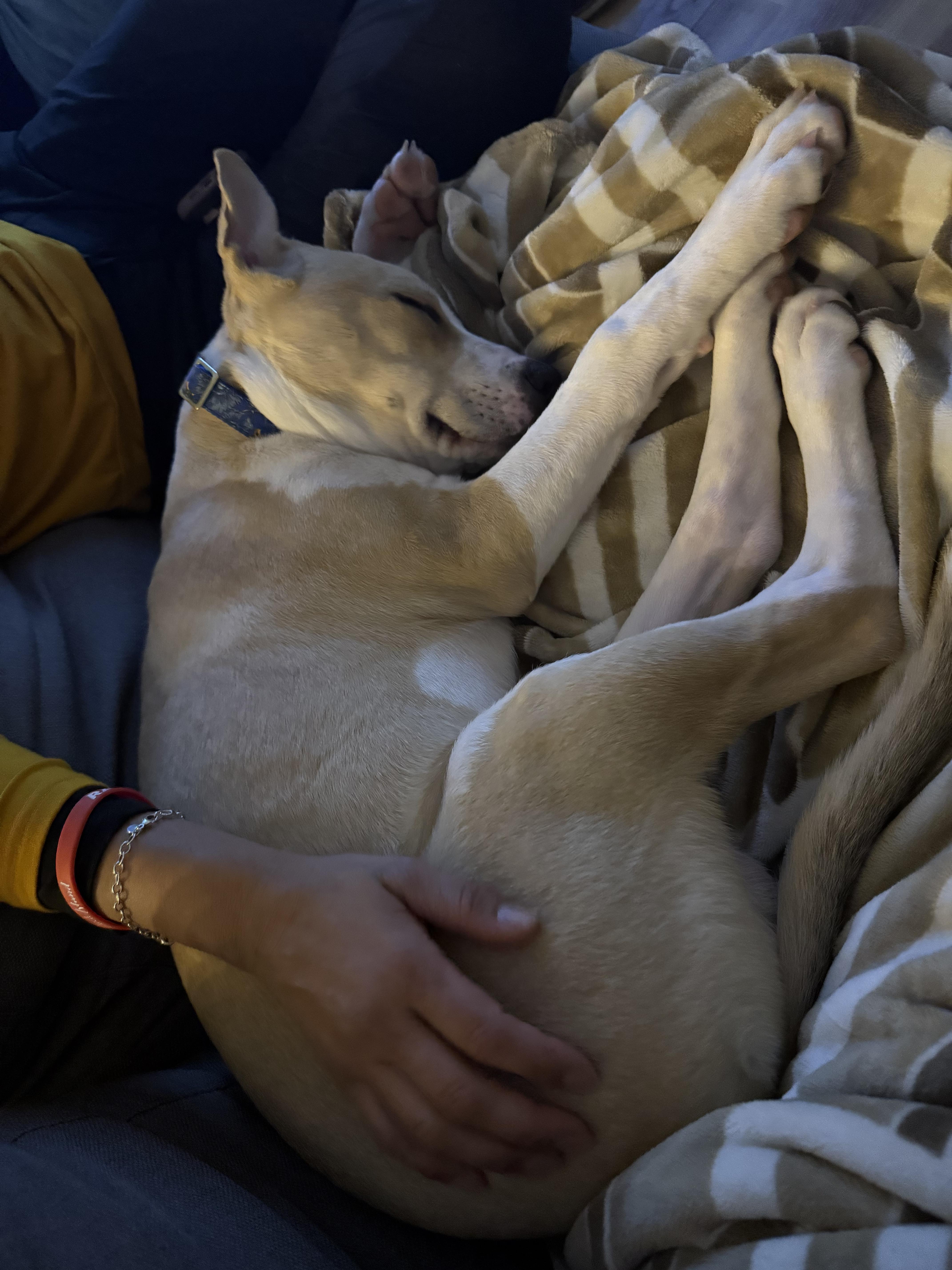 Enlarge Lalo, a Adoptable mixed breed in Albany, NY image 4/6