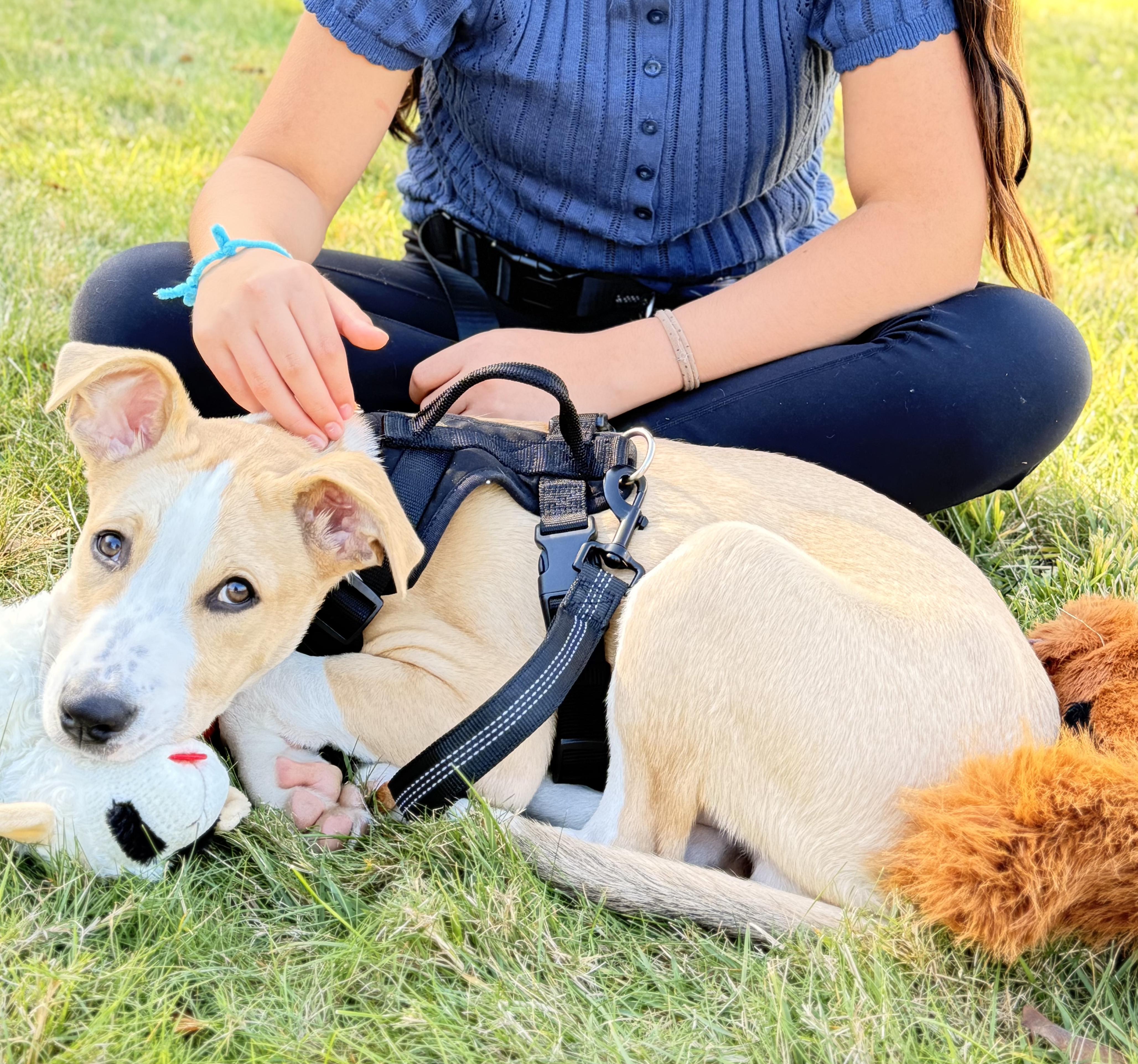 Enlarge Lalo, a Adoptable mixed breed in Albany, NY image 2/6