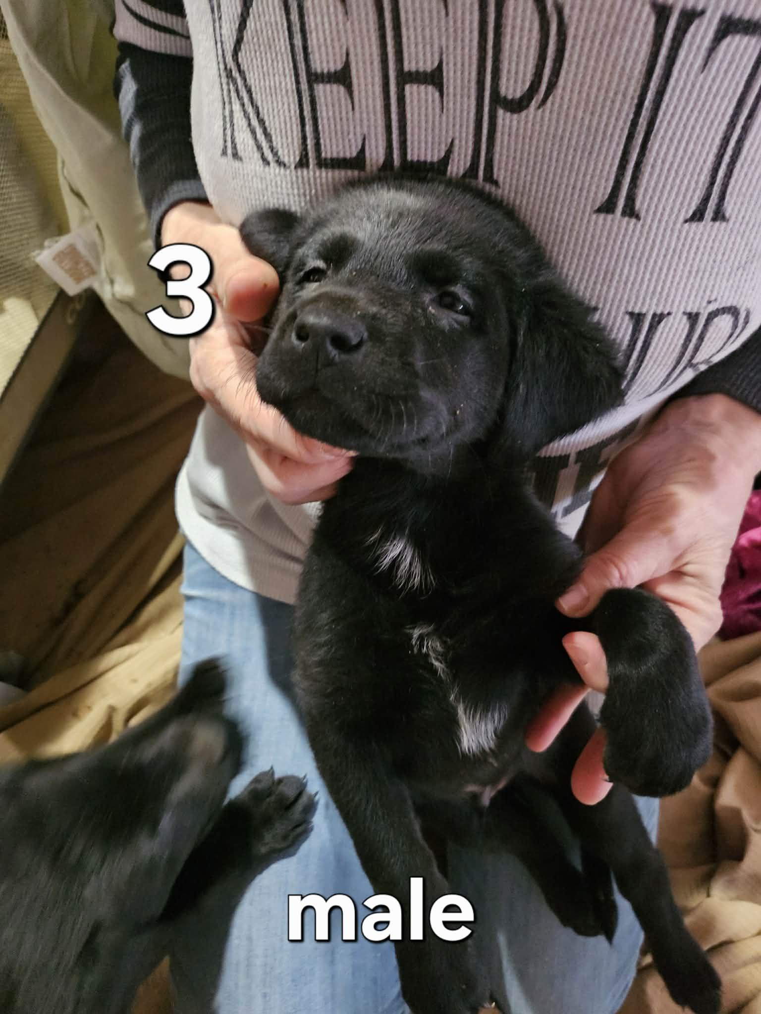 Enlarge Goofy, a ADOPTABLE mixed breed in Chappell, NE image 1/1