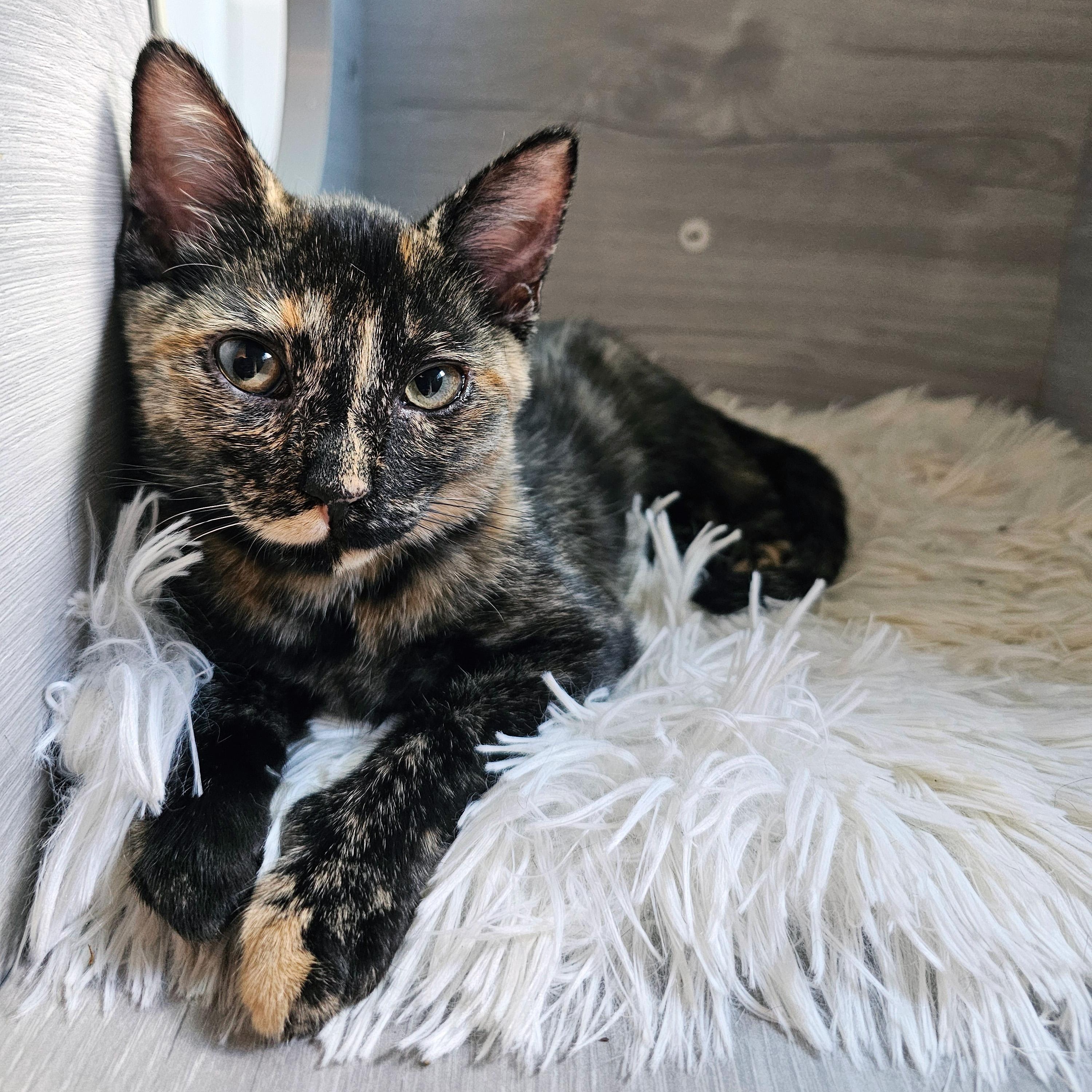 Clode, ADOPTABLE, Kitten Female Domestic Short Hair.