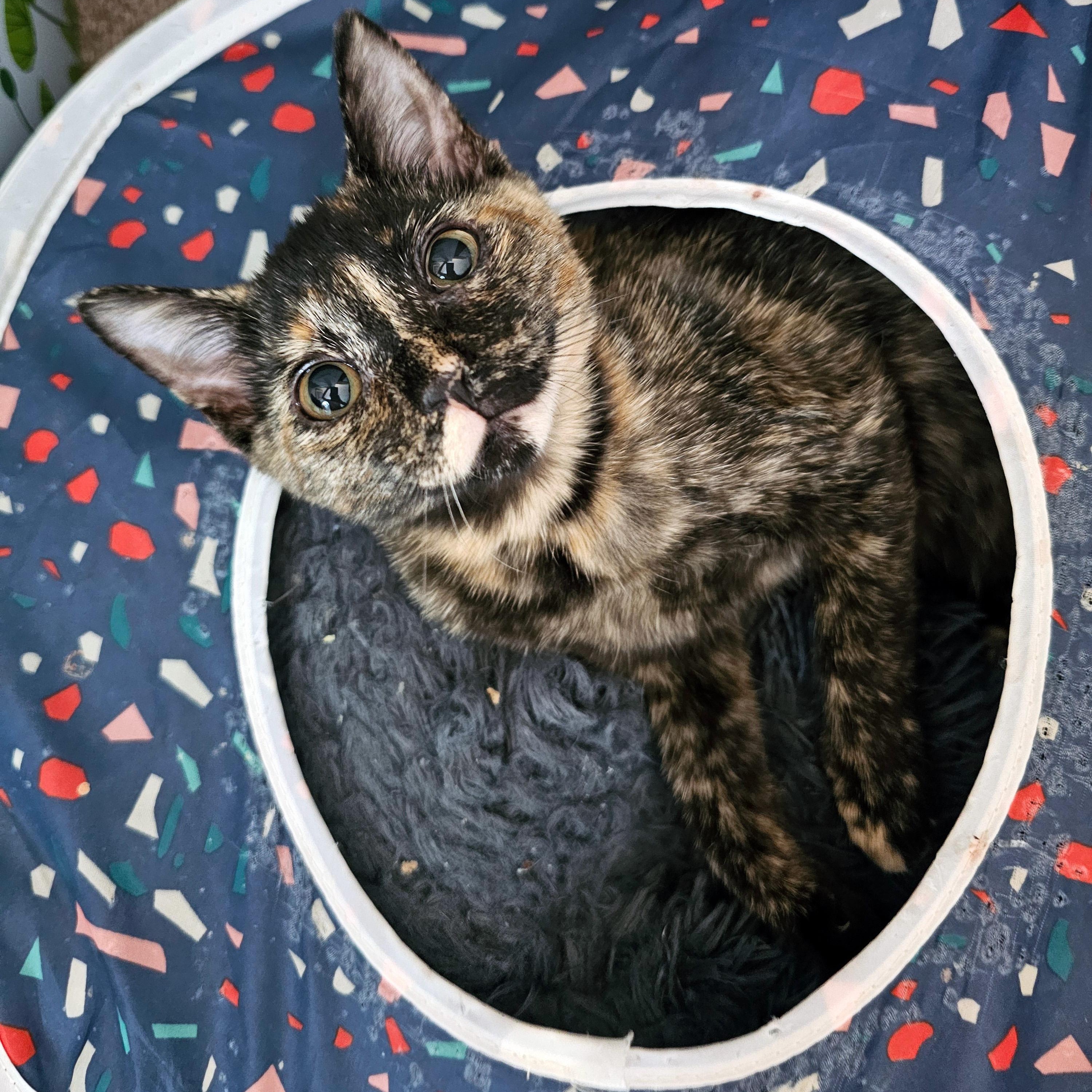 Enlarge Clode, a ADOPTABLE Domestic Short Hair in Apex, NC image 5/6