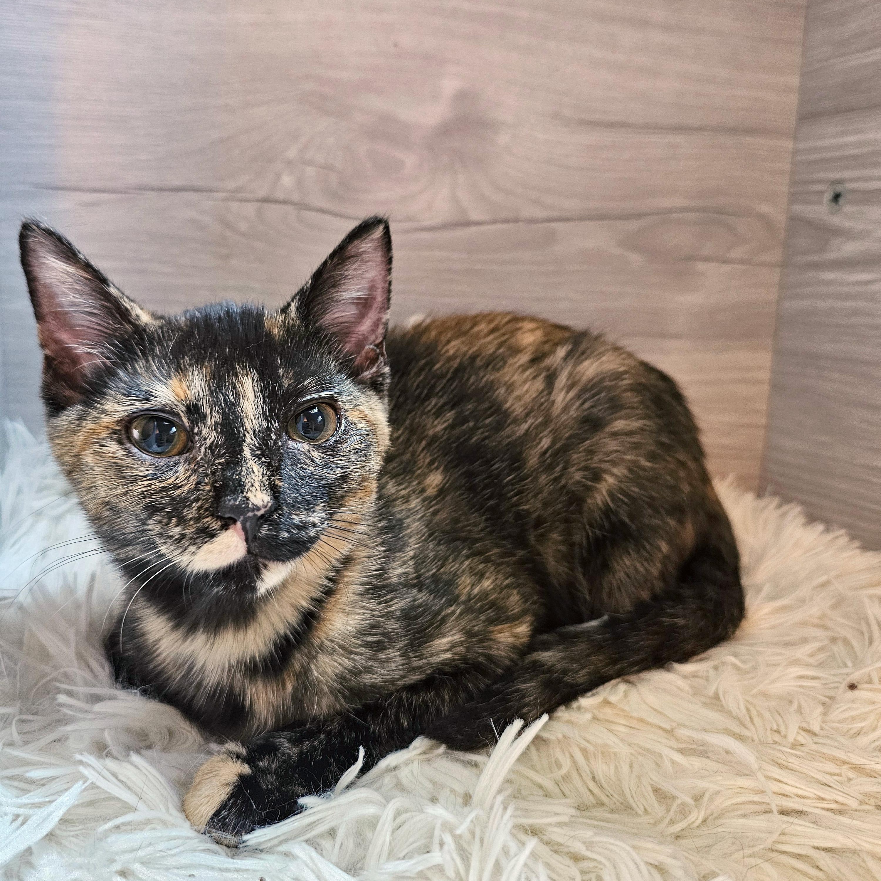 Enlarge Clode, a ADOPTABLE Domestic Short Hair in Apex, NC image 4/6