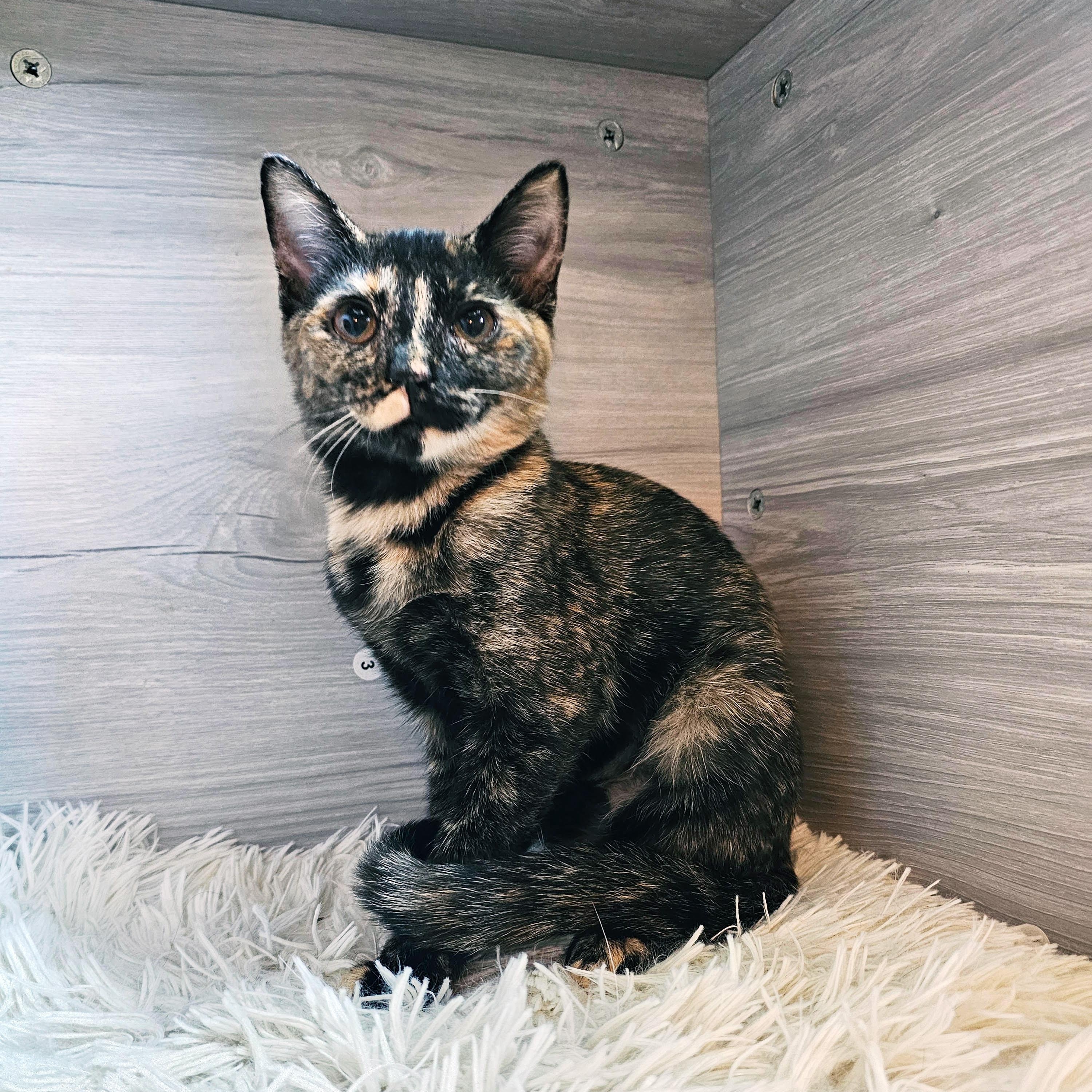 Enlarge Clode, a ADOPTABLE Domestic Short Hair in Apex, NC image 2/6