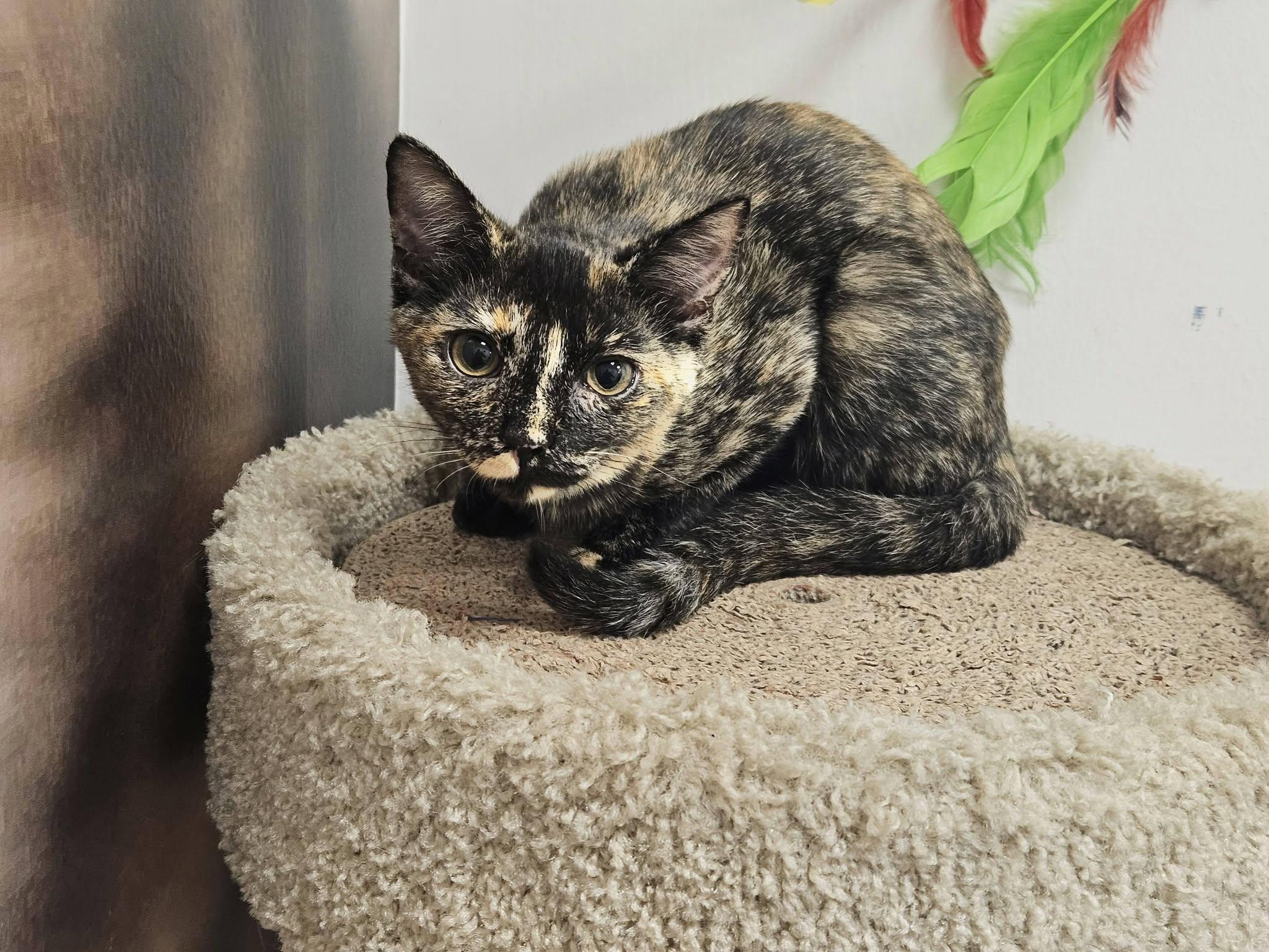 Enlarge Clode, a ADOPTABLE Domestic Short Hair in Apex, NC image 6/6