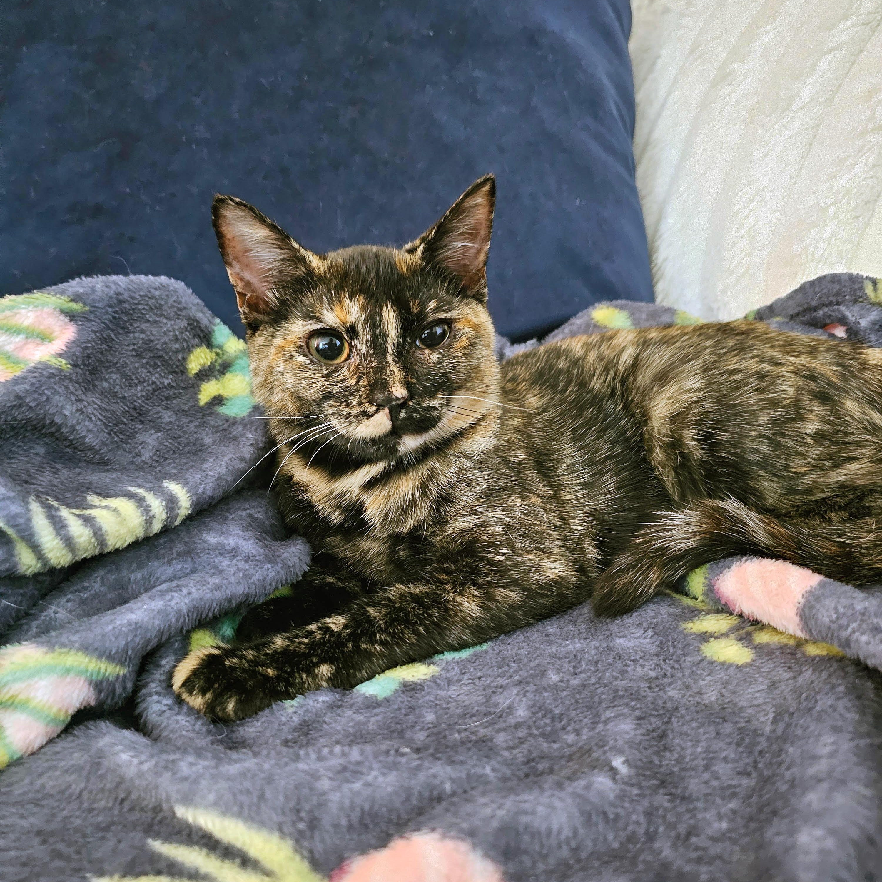 Enlarge Clode, a ADOPTABLE Domestic Short Hair in Apex, NC image 3/6