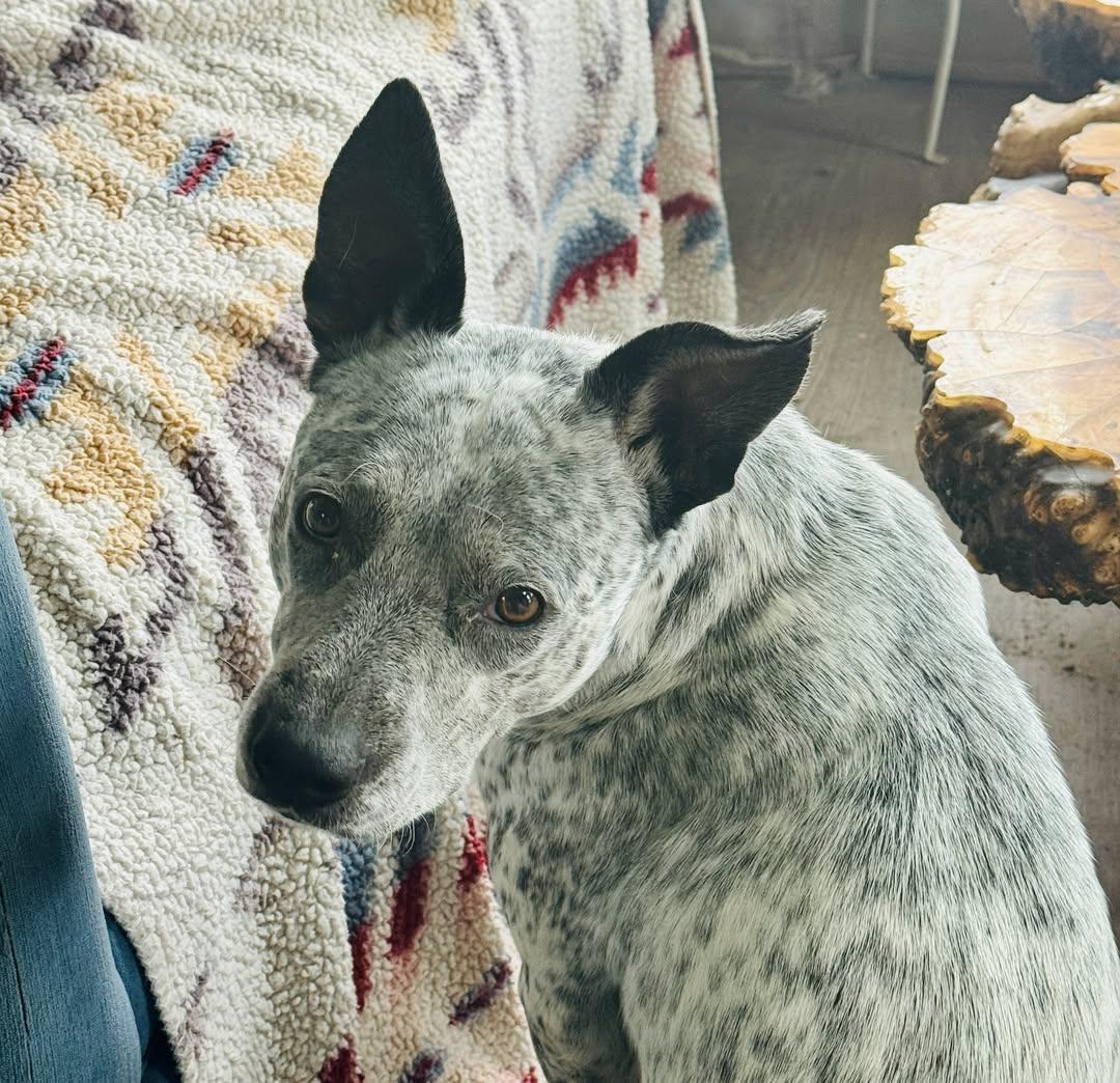 Enlarge Missy, an adopted mixed breed in Wilsall, MT image 1/1