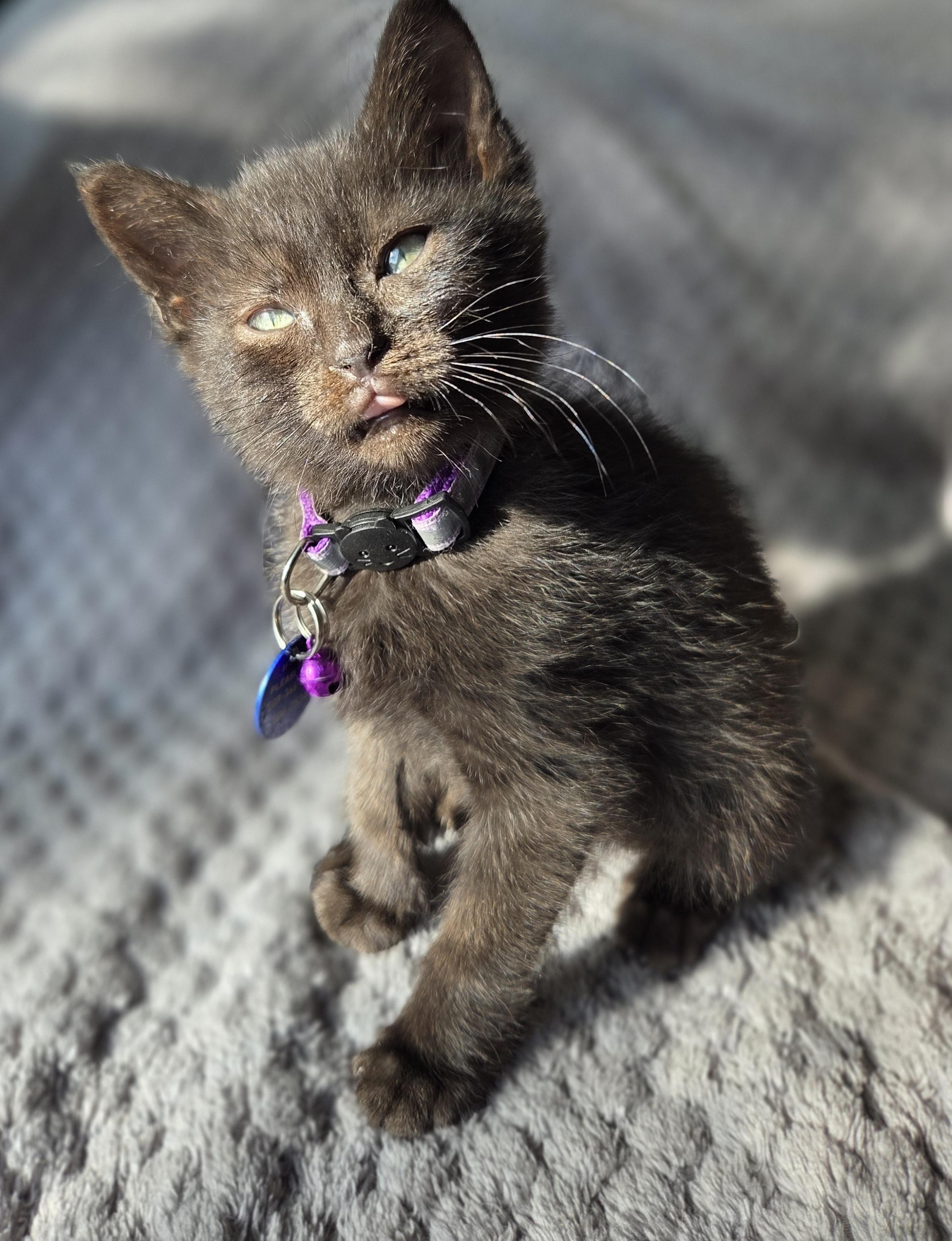Gerard, an adoptable Domestic Short Hair in Pasco, WA, 99301 | Photo Image 3