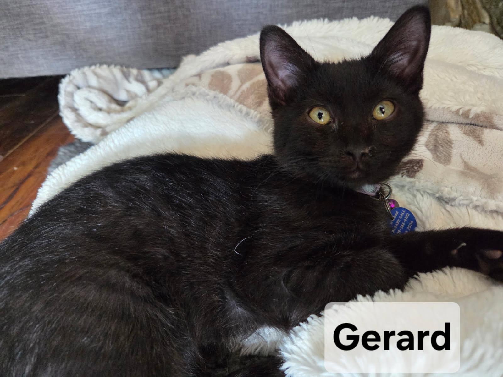 Gerard, an adoptable Domestic Short Hair in Pasco, WA, 99301 | Photo Image 1