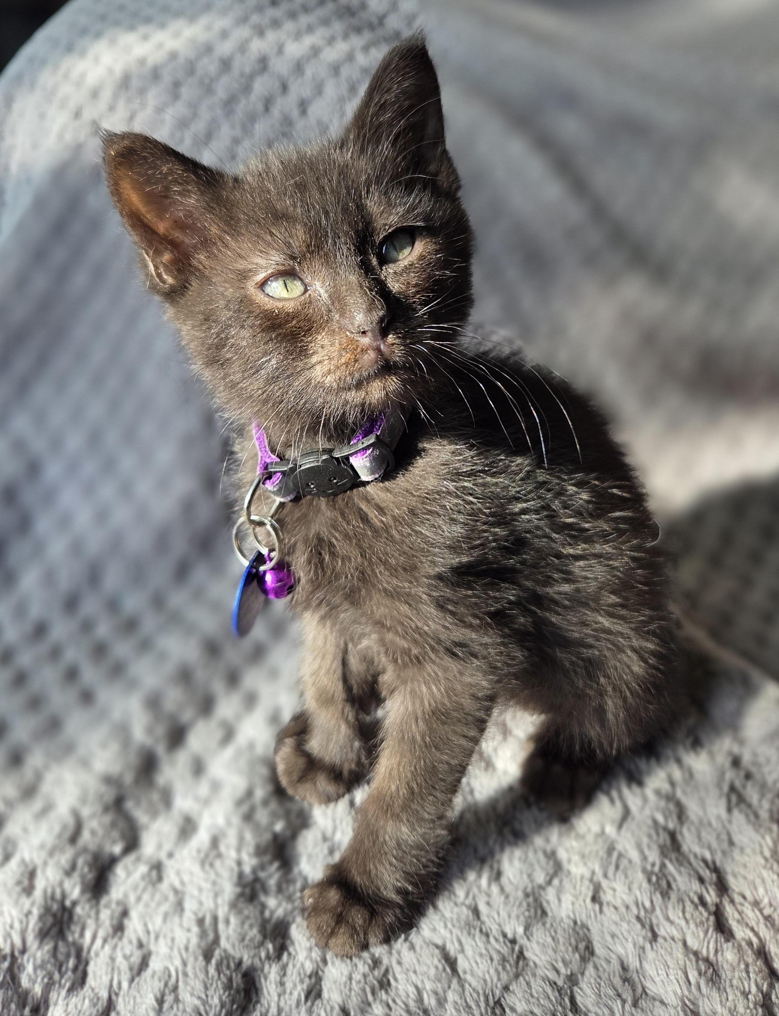 Gerard, an adoptable Domestic Short Hair in Pasco, WA, 99301 | Photo Image 4