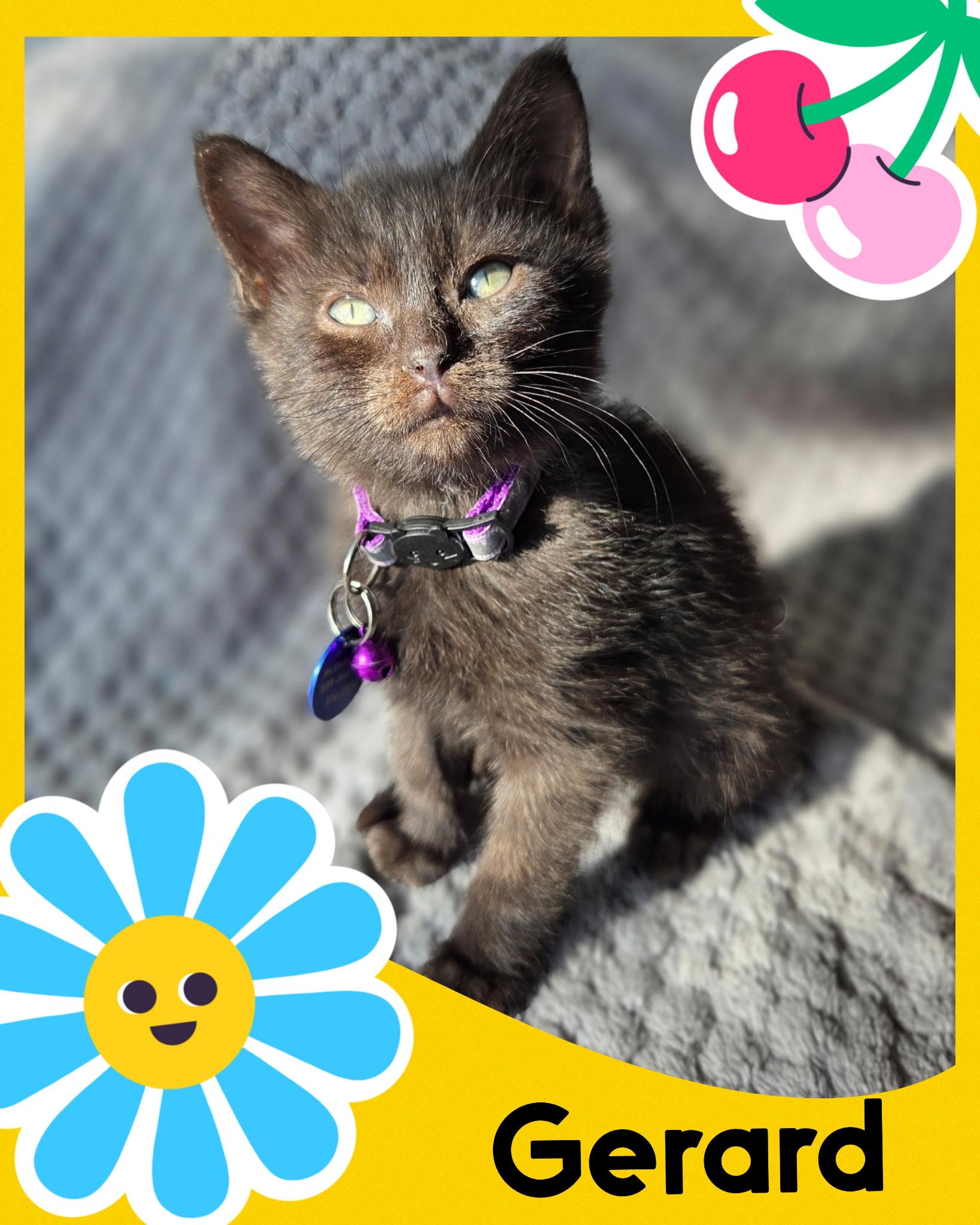 Gerard, an adoptable Domestic Short Hair in Pasco, WA, 99301 | Photo Image 2