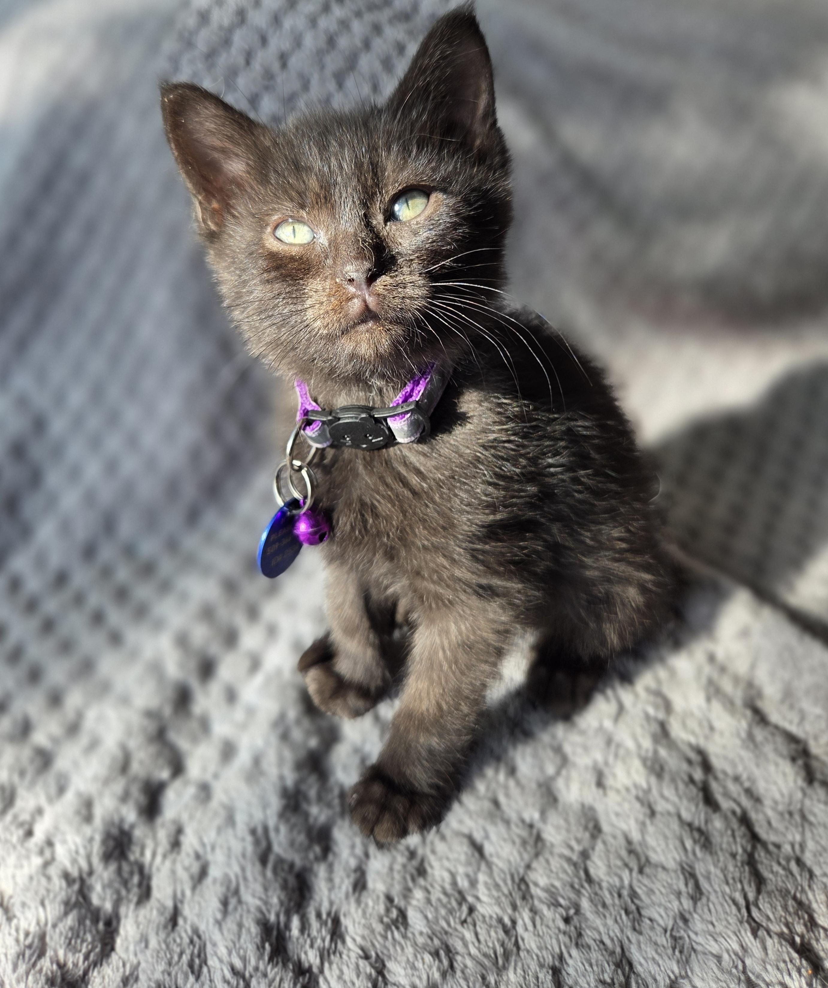 Gerard, an adoptable Domestic Short Hair in Pasco, WA, 99301 | Photo Image 5