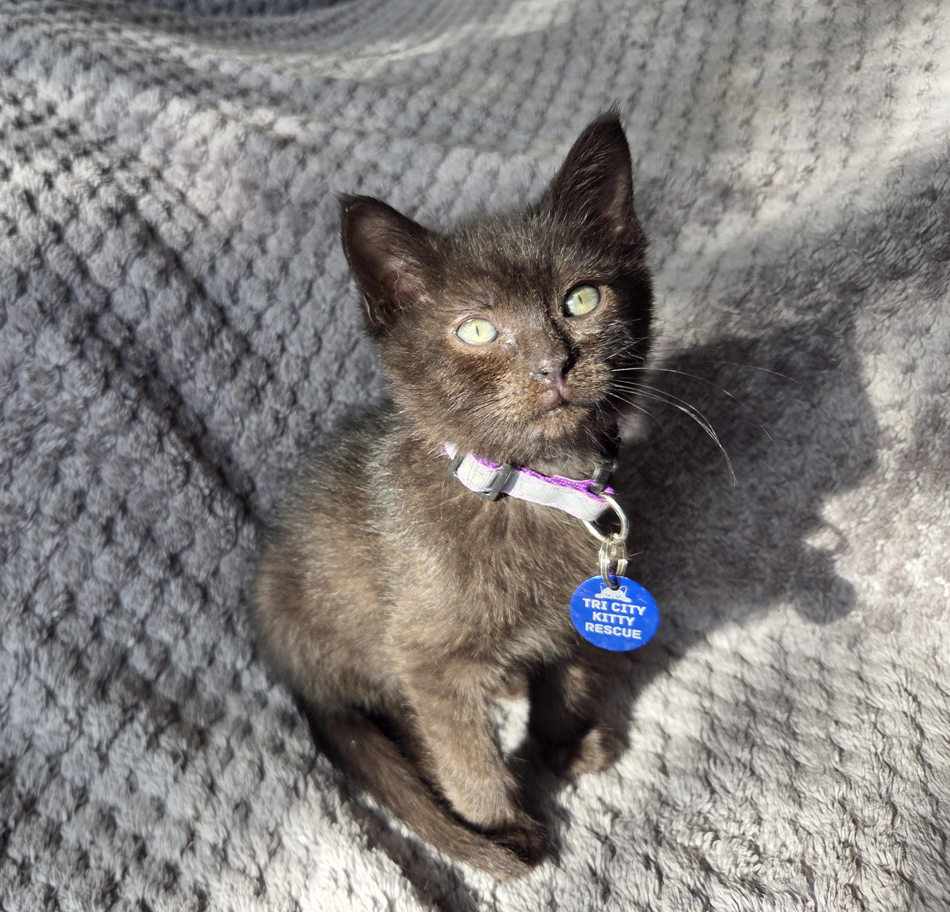 Gerard, an adoptable Domestic Short Hair in Pasco, WA, 99301 | Photo Image 6