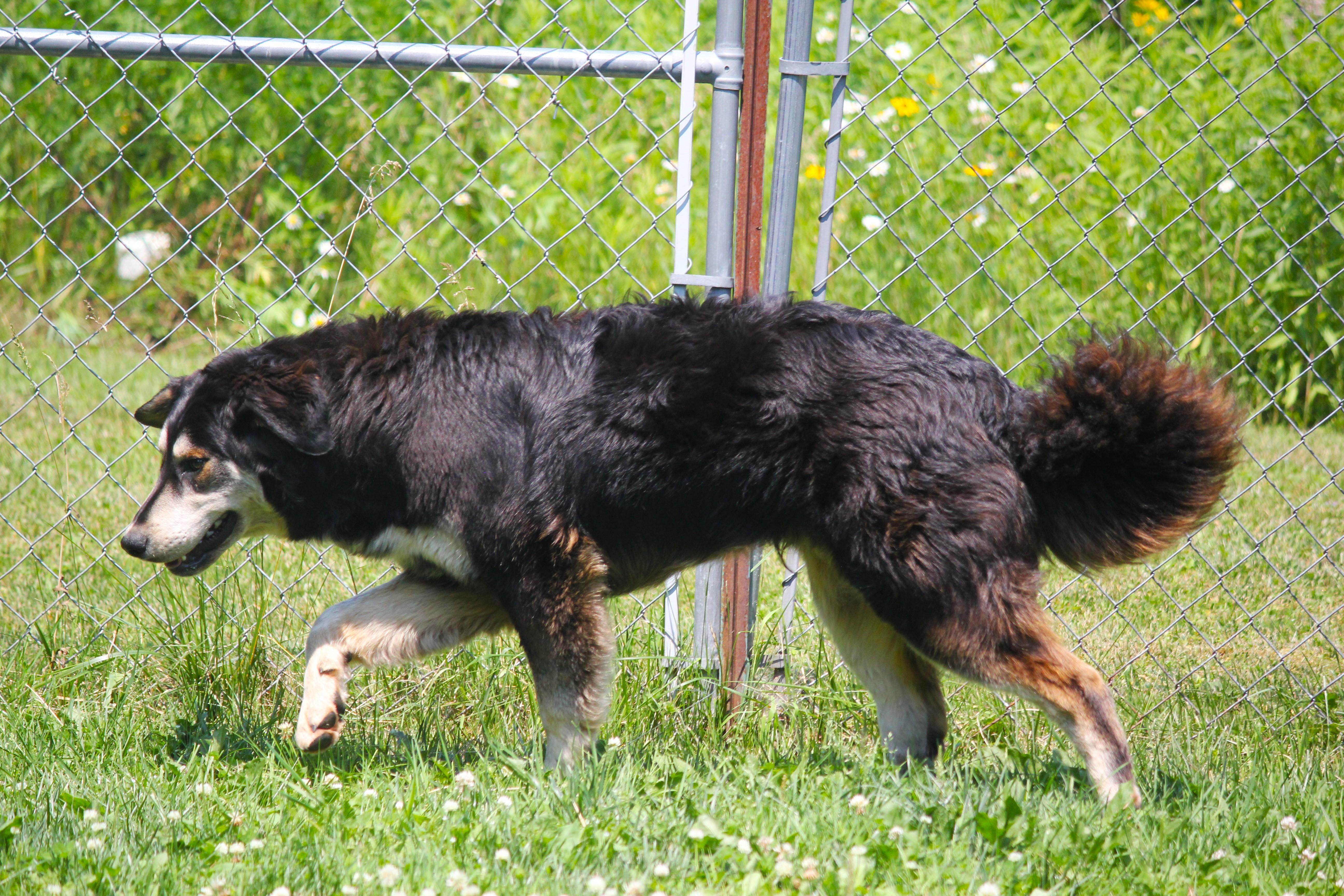 Toby, an adopted mixed breed in Hayward, WI image 3/3