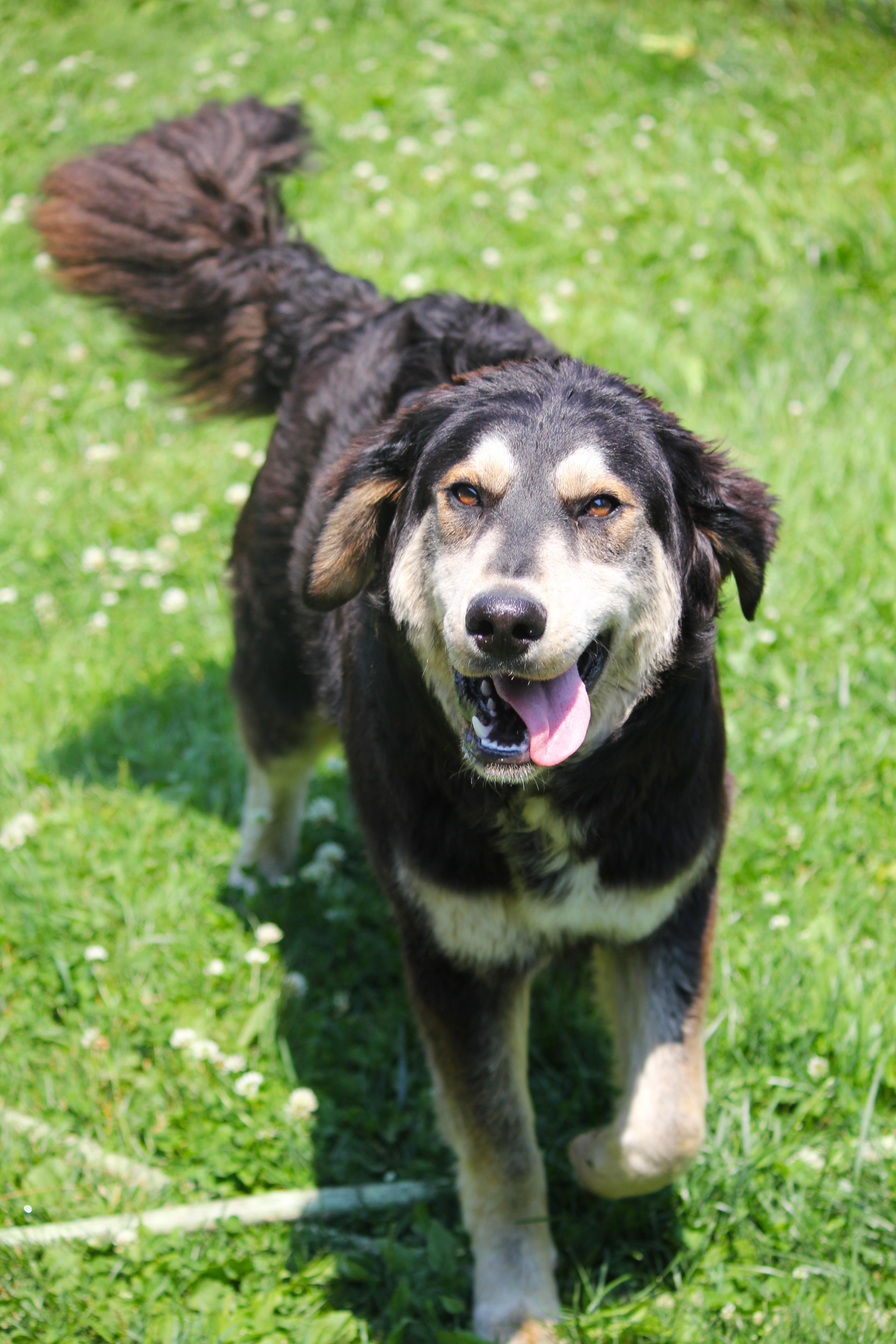 Toby, an adopted mixed breed in Hayward, WI image 2/3