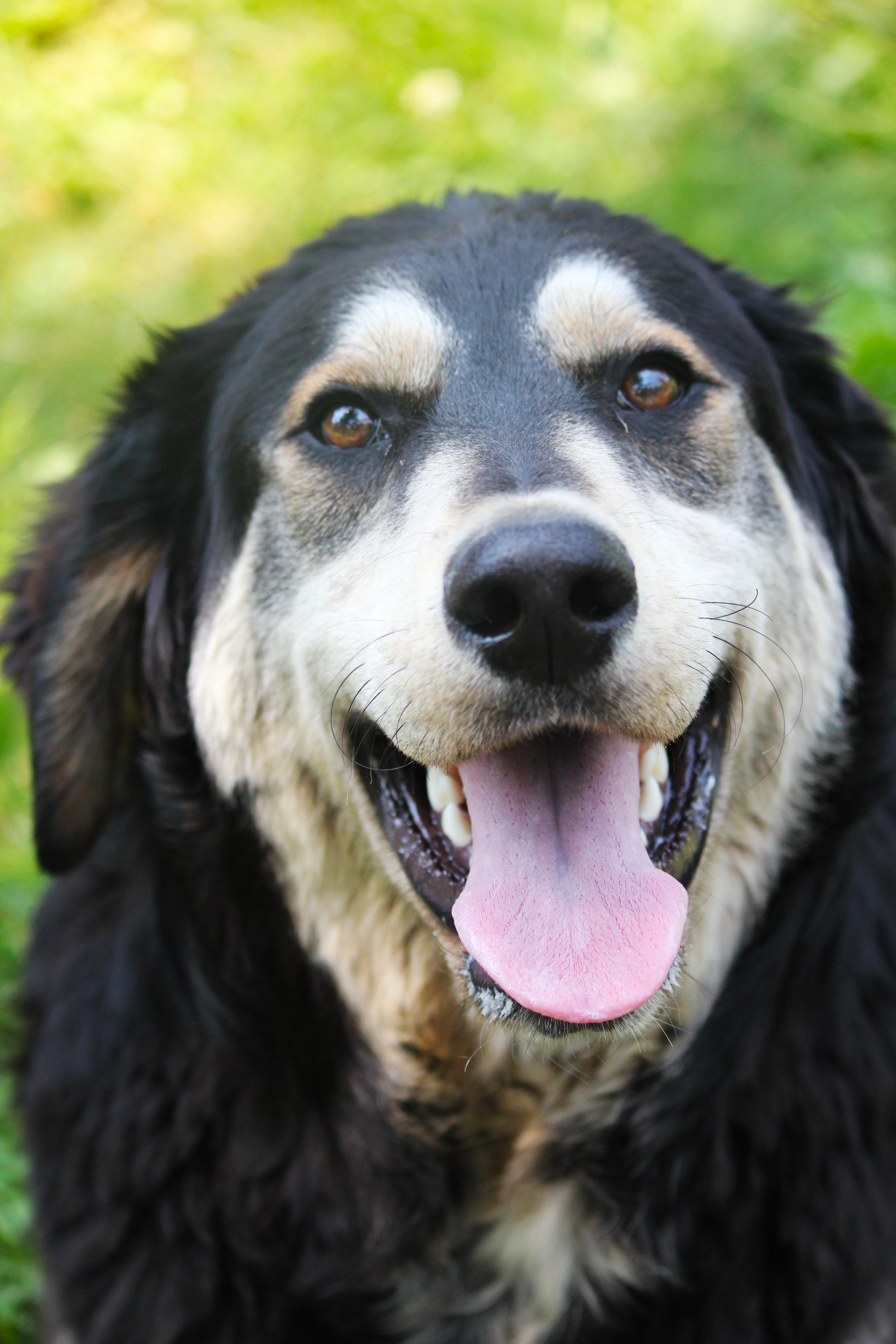 Toby, an adopted mixed breed in Hayward, WI image 1/3