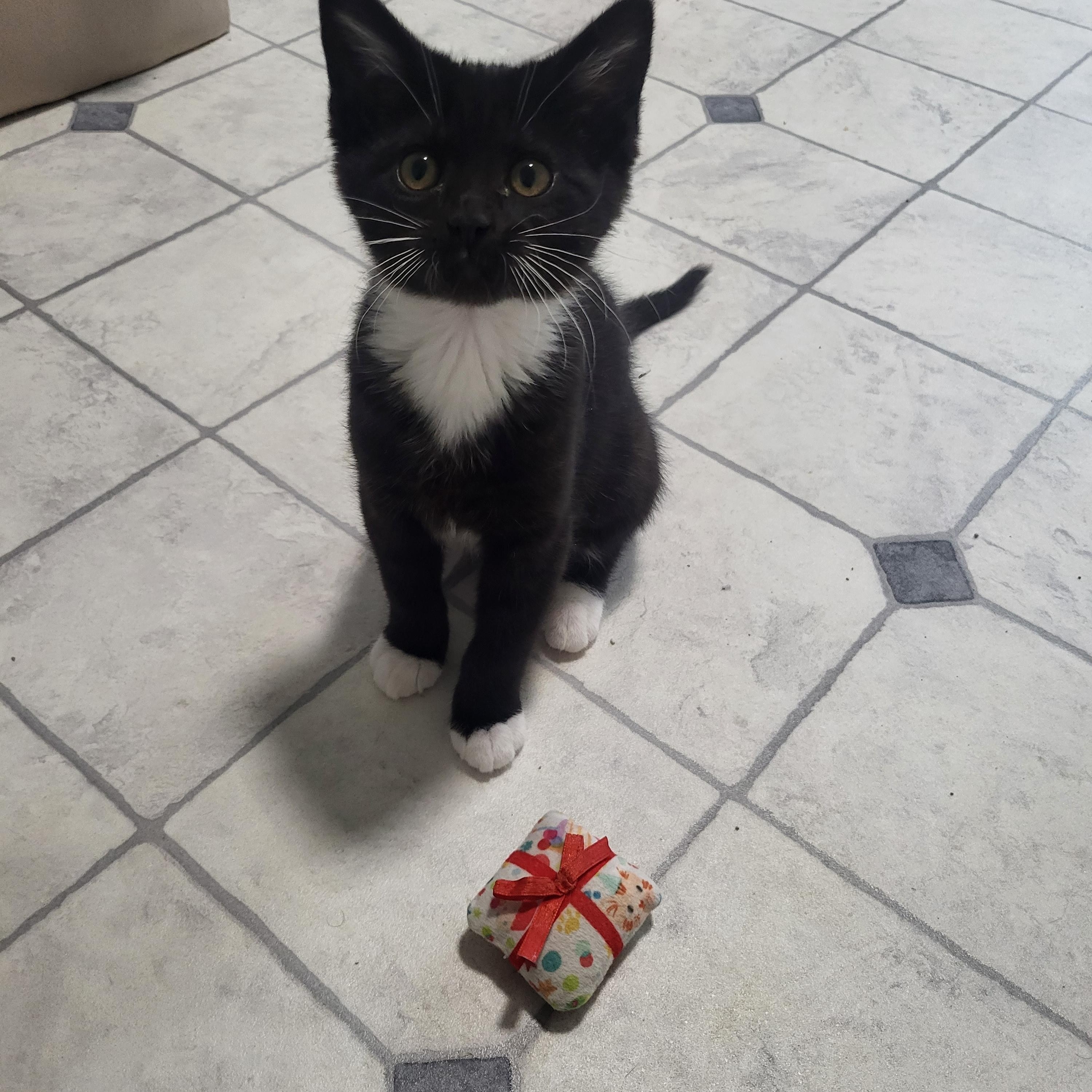 Enlarge Thread, a Adoptable Domestic Short Hair in Greenwood, IN image 4/4