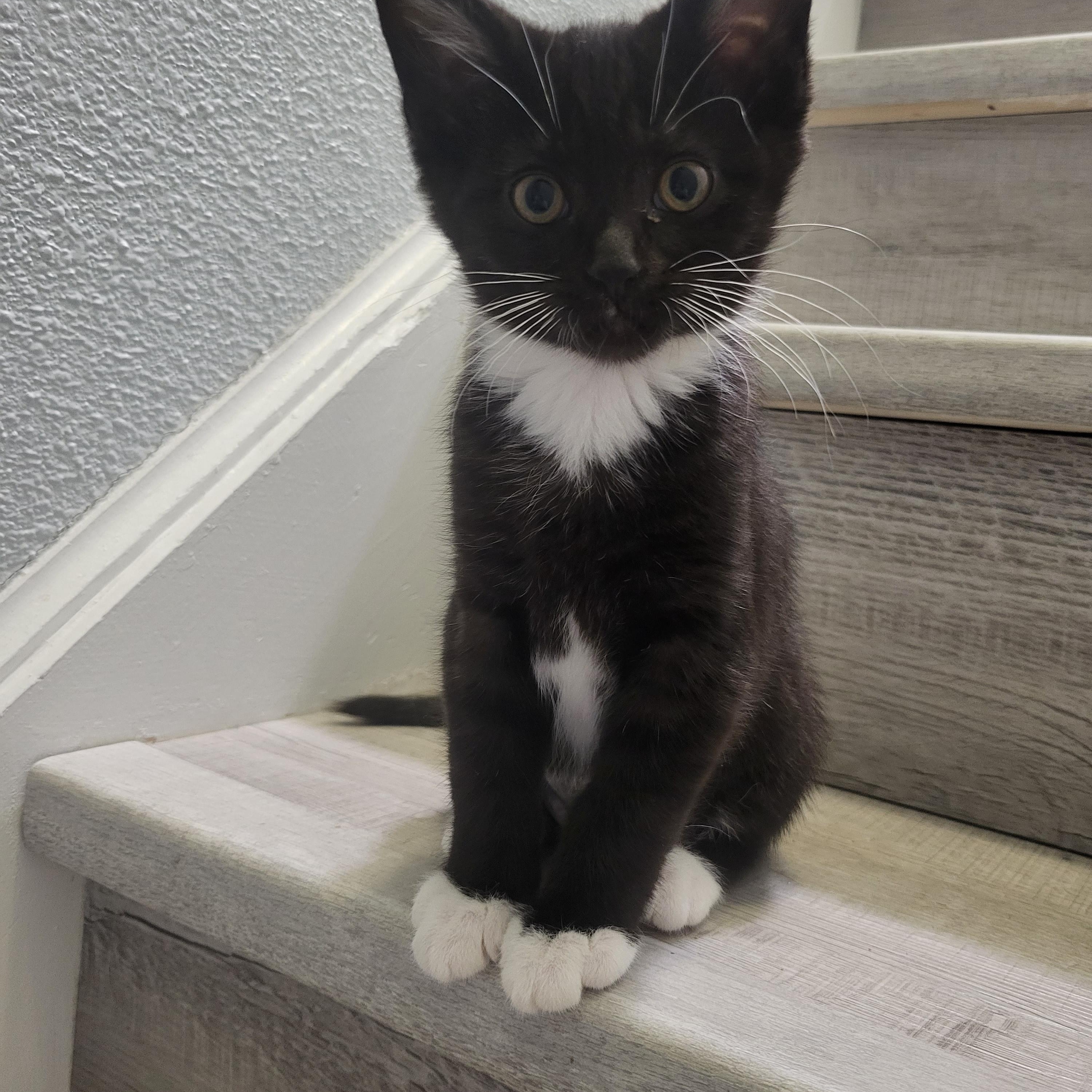 Enlarge Thread, a Adoptable Domestic Short Hair in Greenwood, IN image 2/4