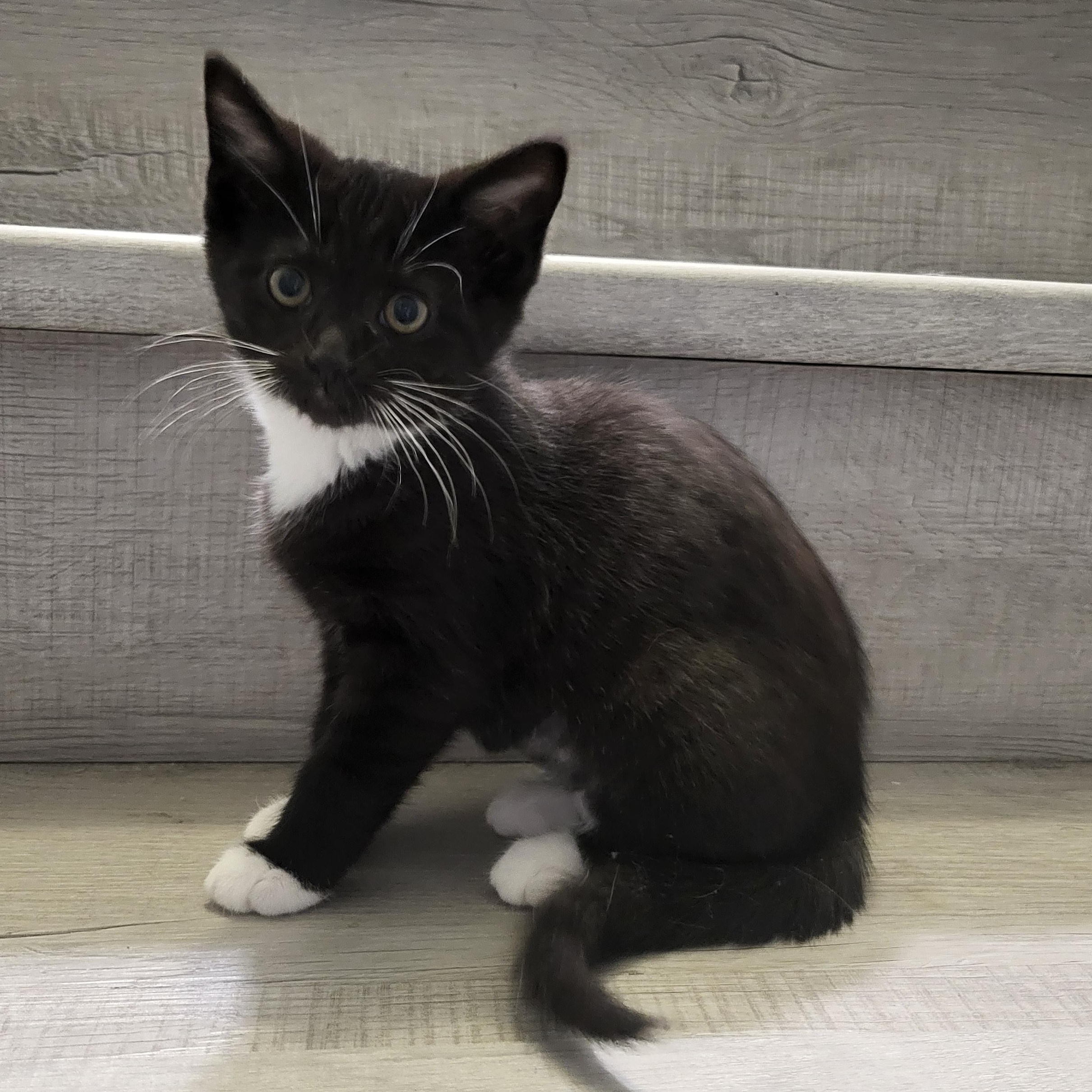 Thread, Adoptable, Kitten Female Domestic Short Hair.