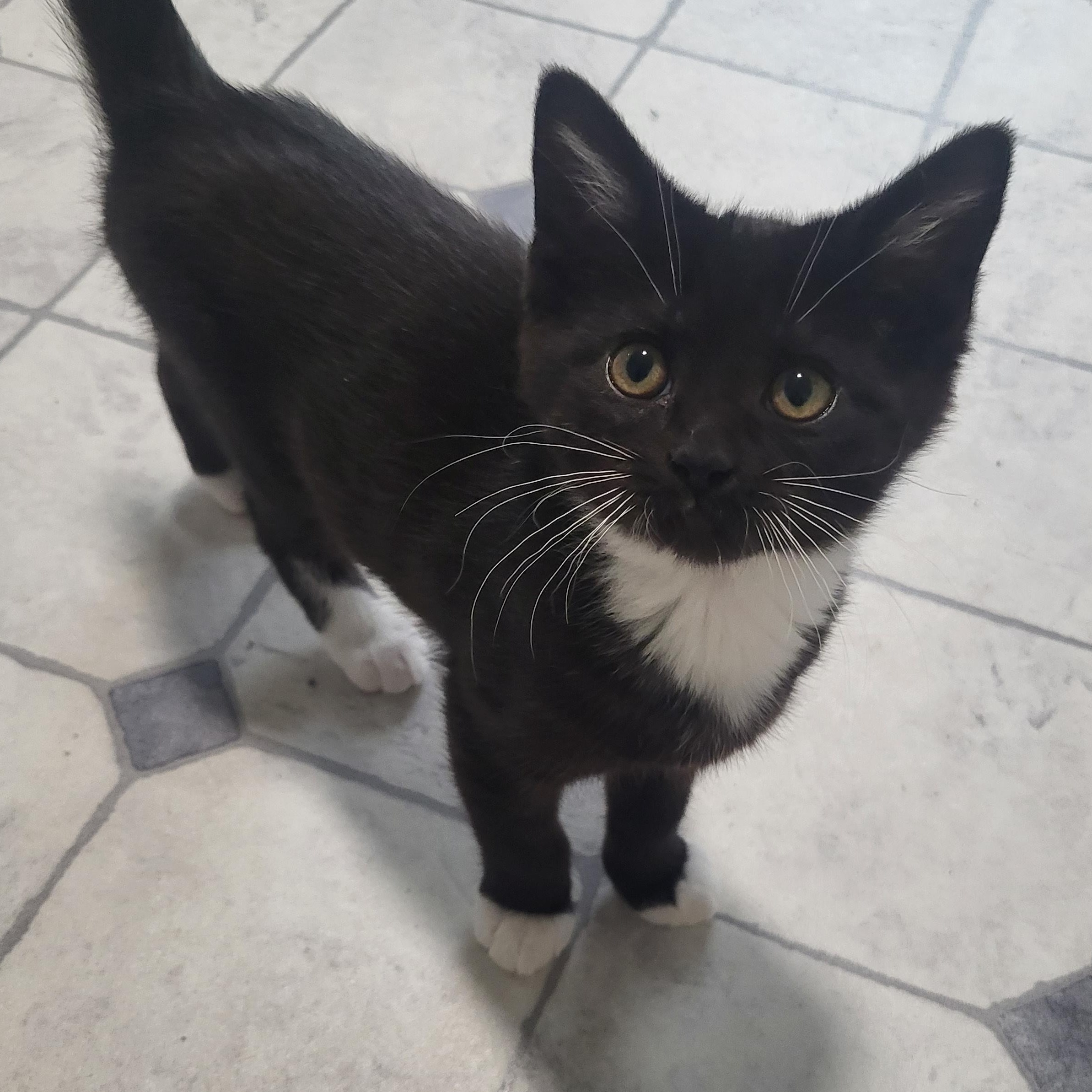 Enlarge Thread, a Adoptable Domestic Short Hair in Greenwood, IN image 3/4