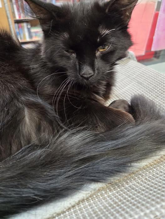 Enlarge Sabrina, an adopted Domestic Medium Hair in Ocean City, NJ image 2/2