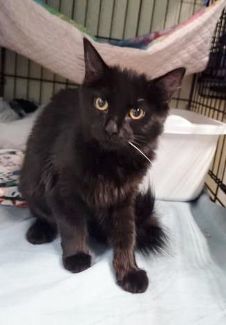 Enlarge Sabrina, a ADOPTABLE Domestic Medium Hair in Ocean City, NJ image 1/1