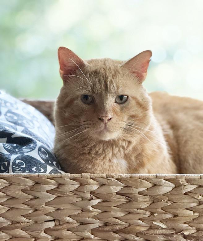 Enlarge Cornflake, a Adoptable American Shorthair in Nottingham, PA image 1/4