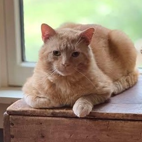 Cornflake, Adult Male unknown