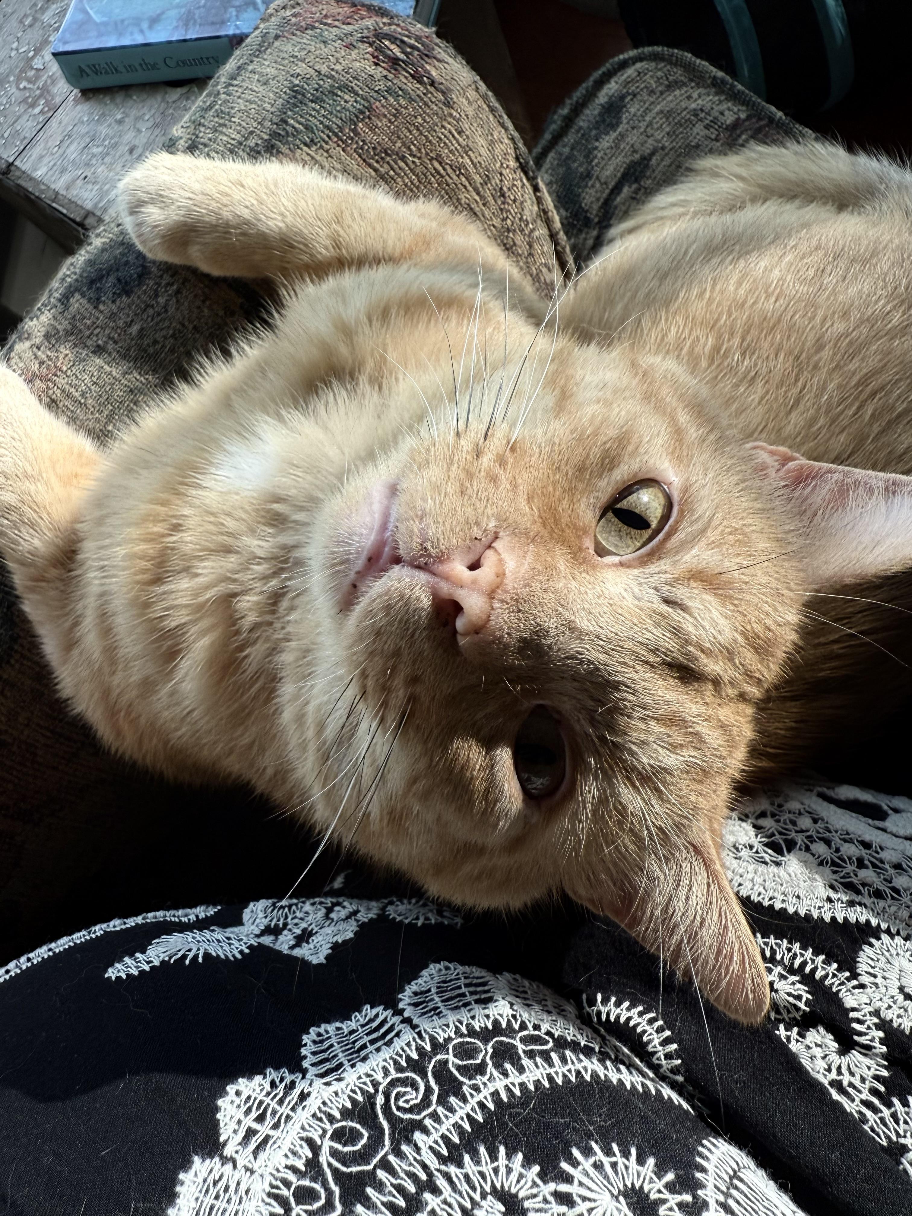 Enlarge Cornflake, a Adoptable American Shorthair in Nottingham, PA image 4/4