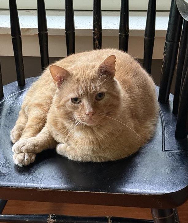 Enlarge Cornflake, a Adoptable American Shorthair in Nottingham, PA image 2/4