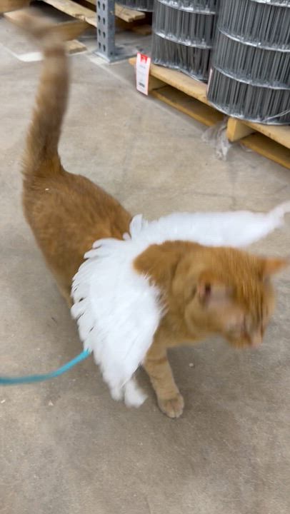 Enlarge Cornflake, a Adoptable American Shorthair in Avondale, PA video 4/4