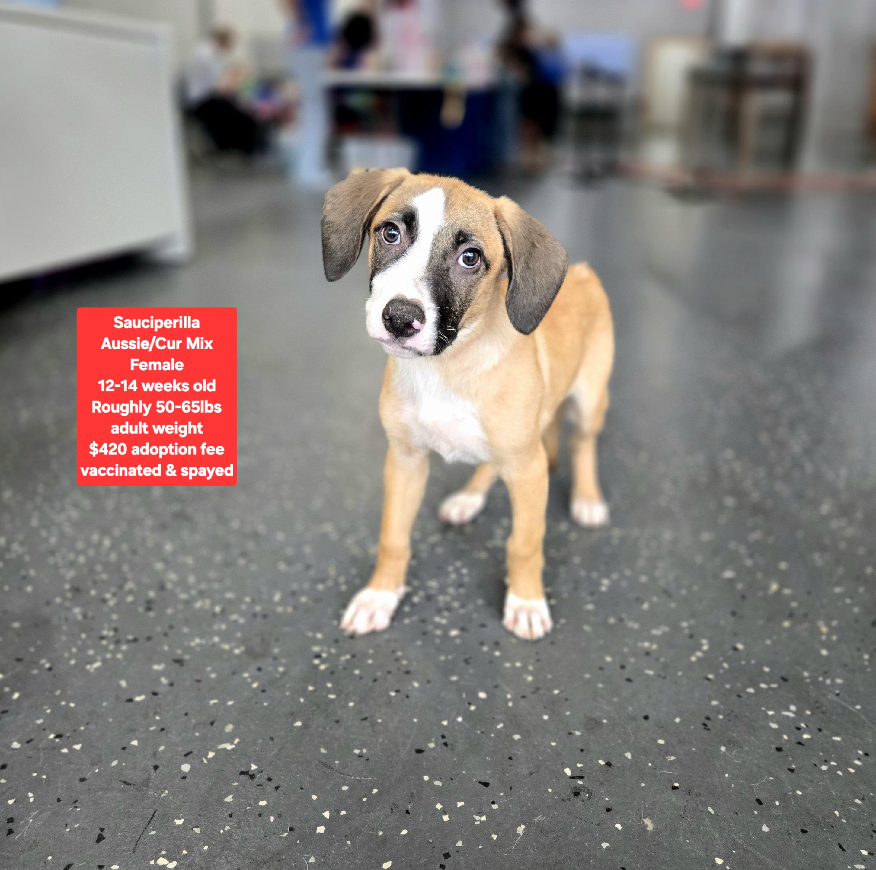 Sauciperilla, ADOPTABLE, Puppy Female Australian Shepherd & Black Mouth Cur.