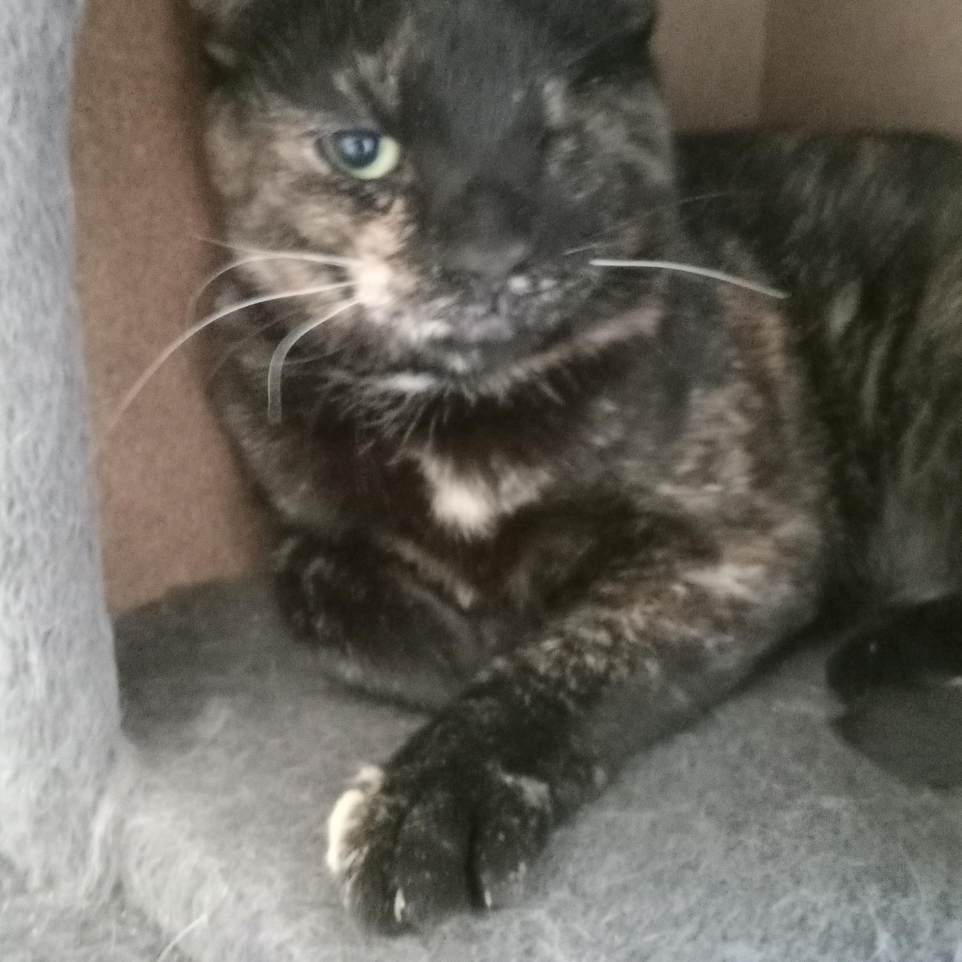 Miracle Maria, Adult Female Calico