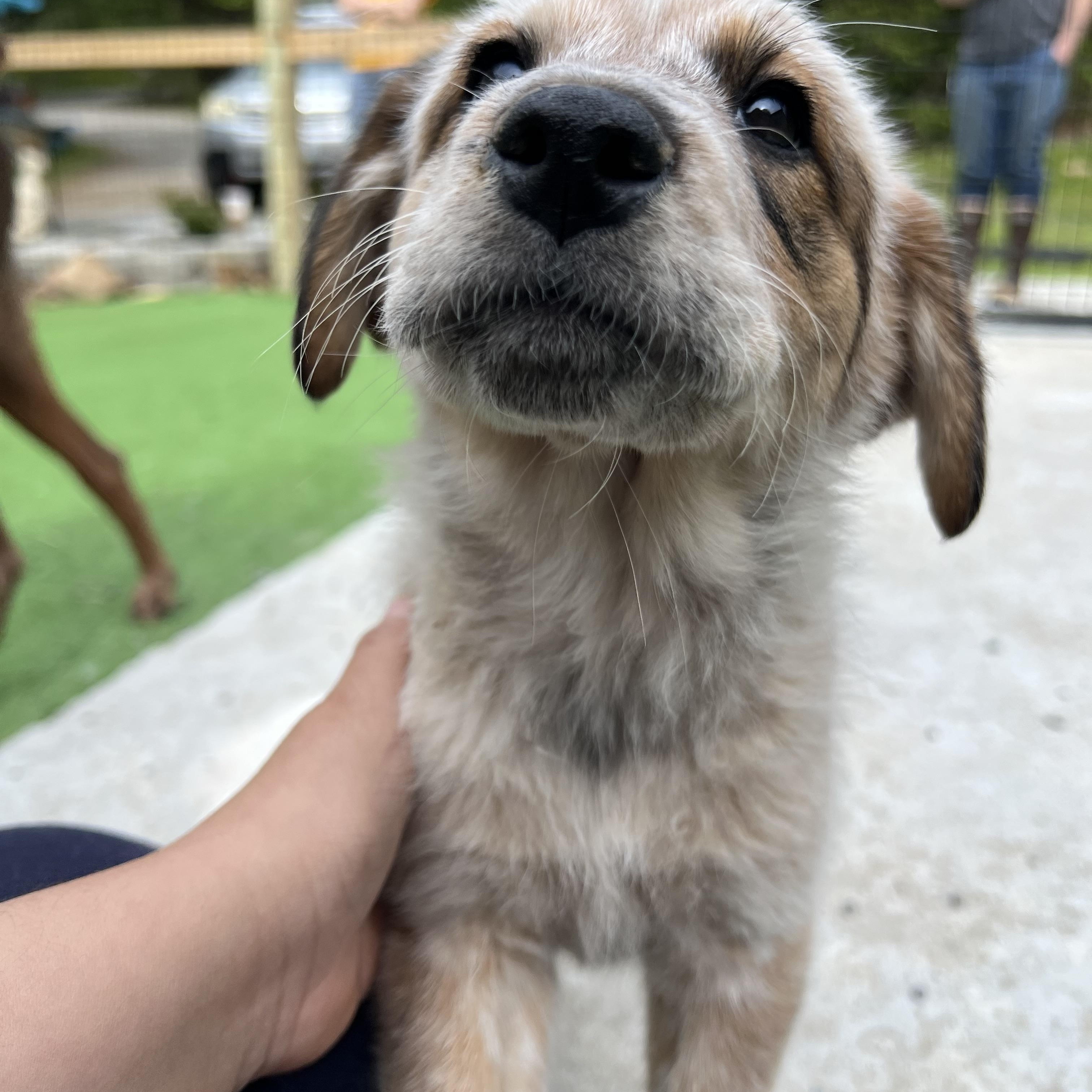 Enlarge Mocha, a ADOPTABLE mixed breed in Bowdoin, ME image 6/6