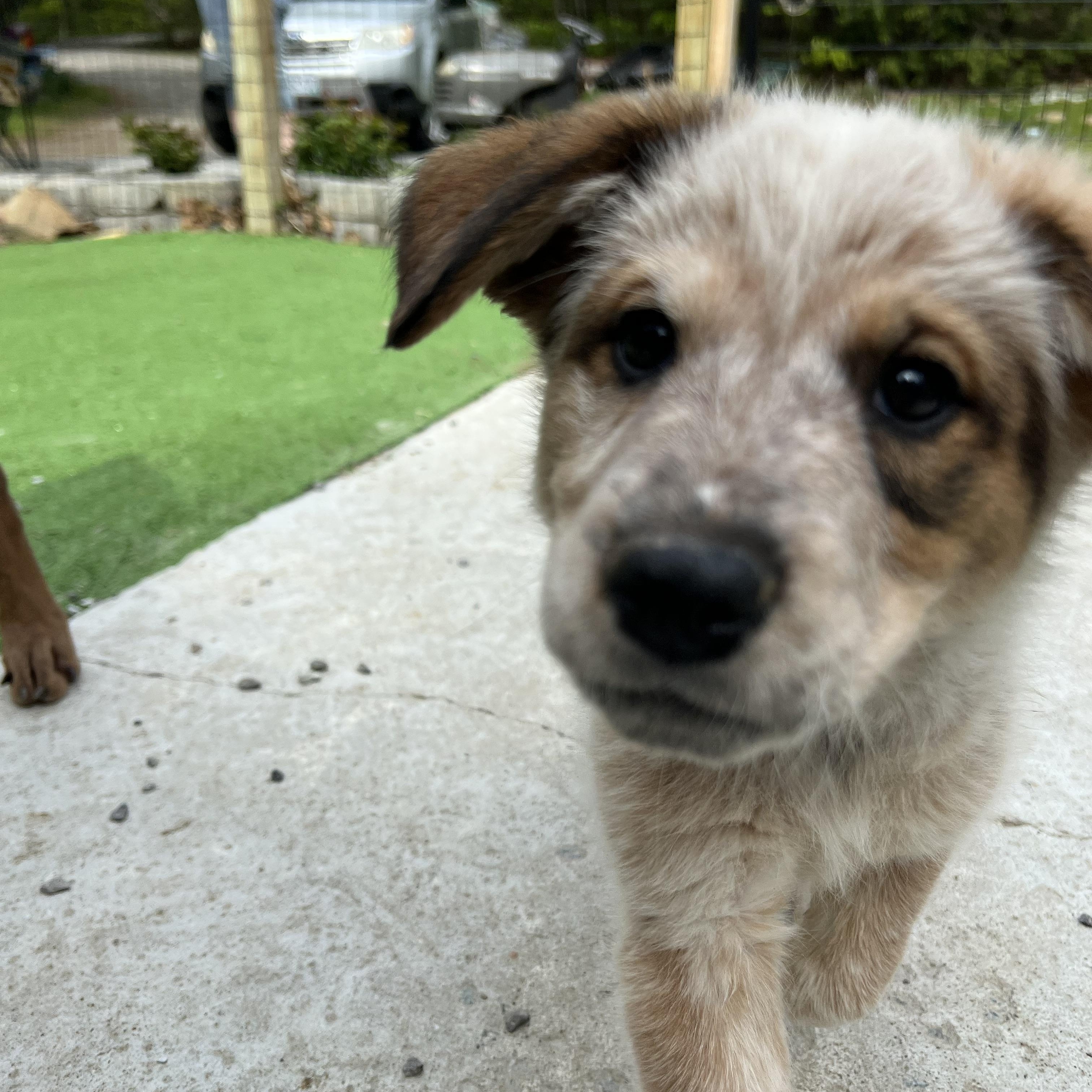 Enlarge Mocha, a ADOPTABLE mixed breed in Bowdoin, ME image 4/6