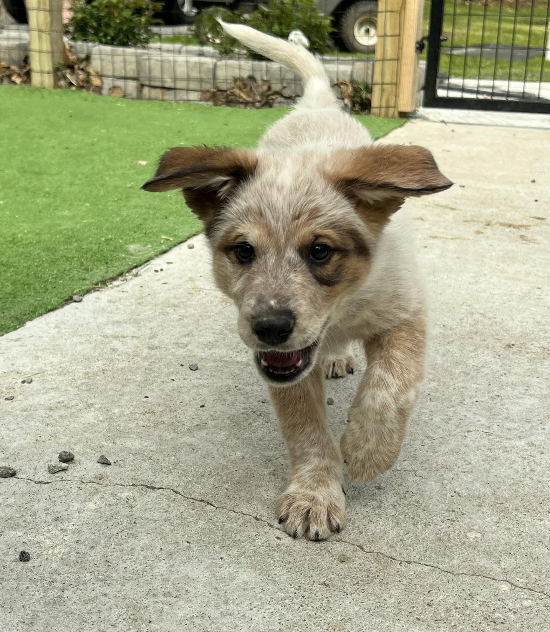 Mocha, ADOPTABLE, Puppy Female Great Pyrenees.