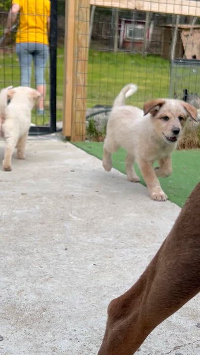 Enlarge Mocha, a ADOPTABLE mixed breed in Bowdoin, ME video 2/6