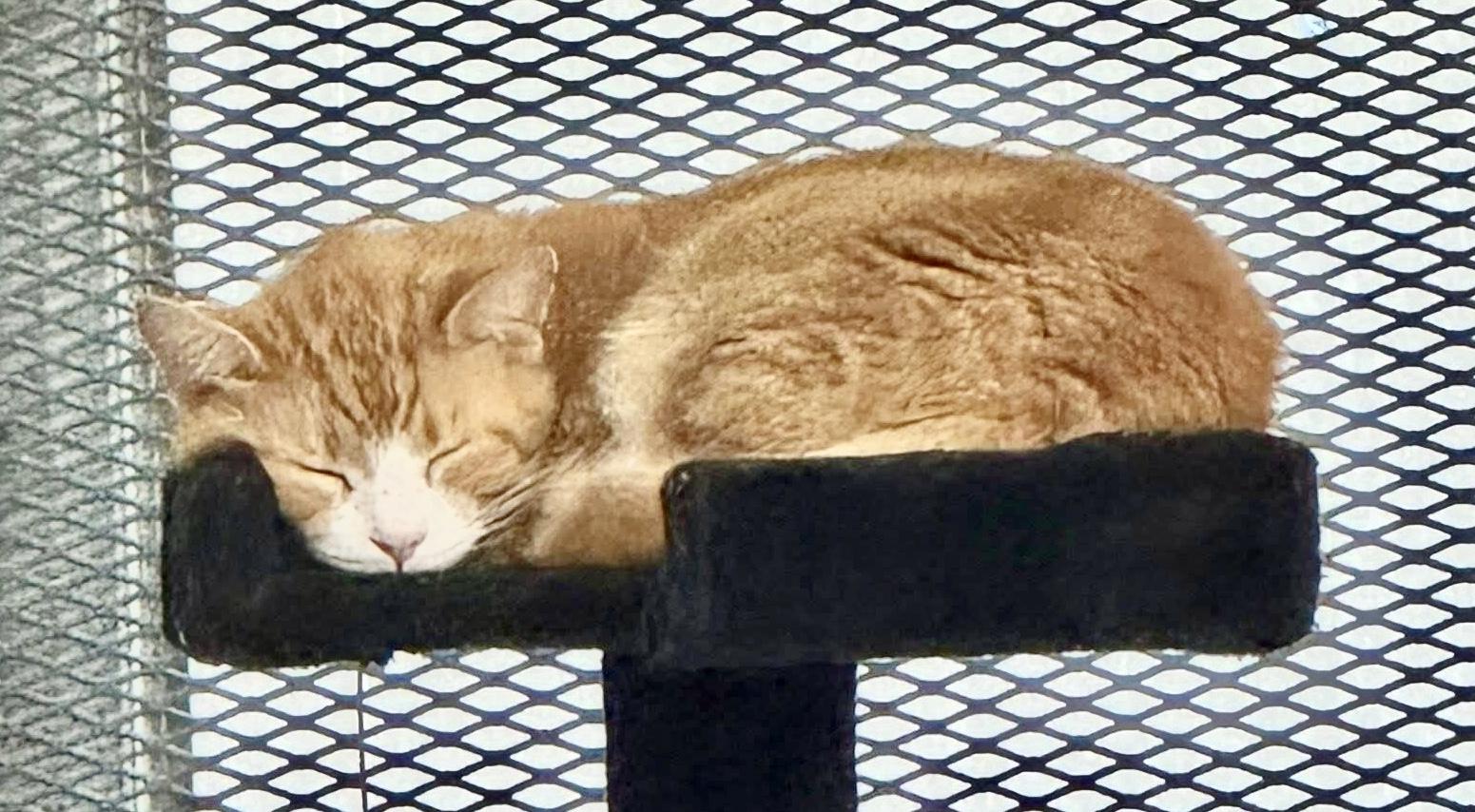 BOONE, Adoptable, Adult Male Domestic Short Hair.