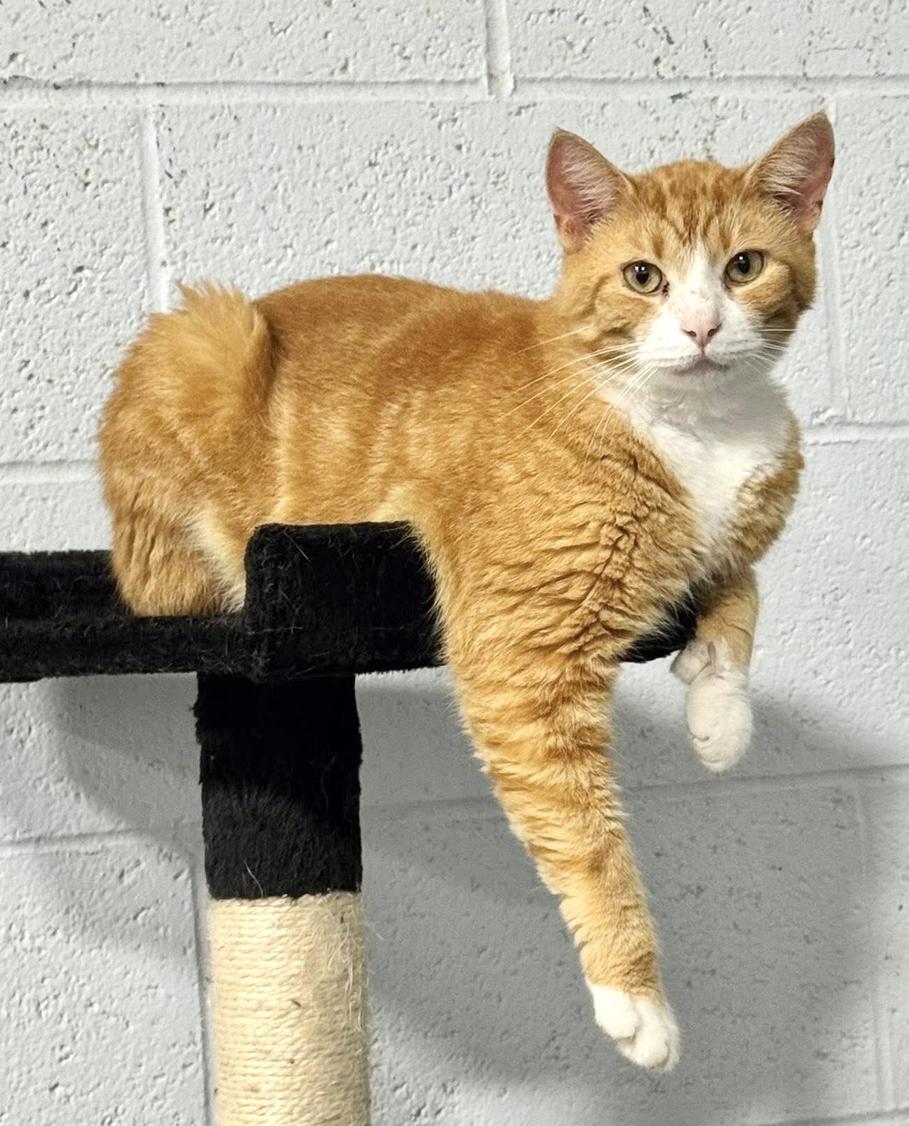 BOONE, a Adoptable mixed breed in Beechbottom, WV image 3/3