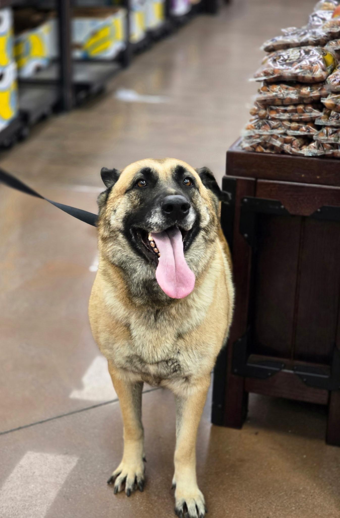 Enlarge Coco, a Adoptable Shepherd in santa monica, CA image 3/6
