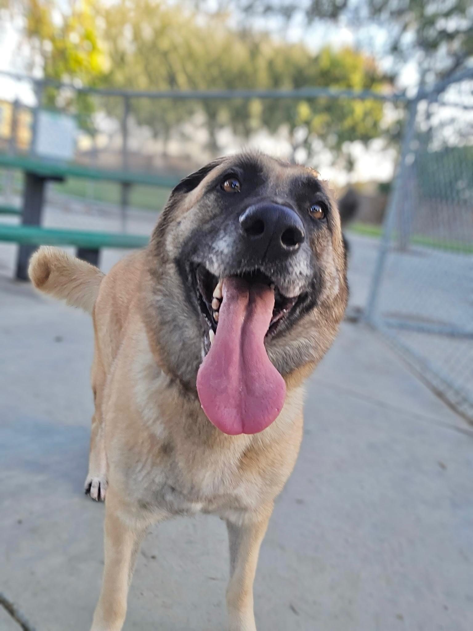 Enlarge Coco, a Adoptable Shepherd in santa monica, CA image 4/6