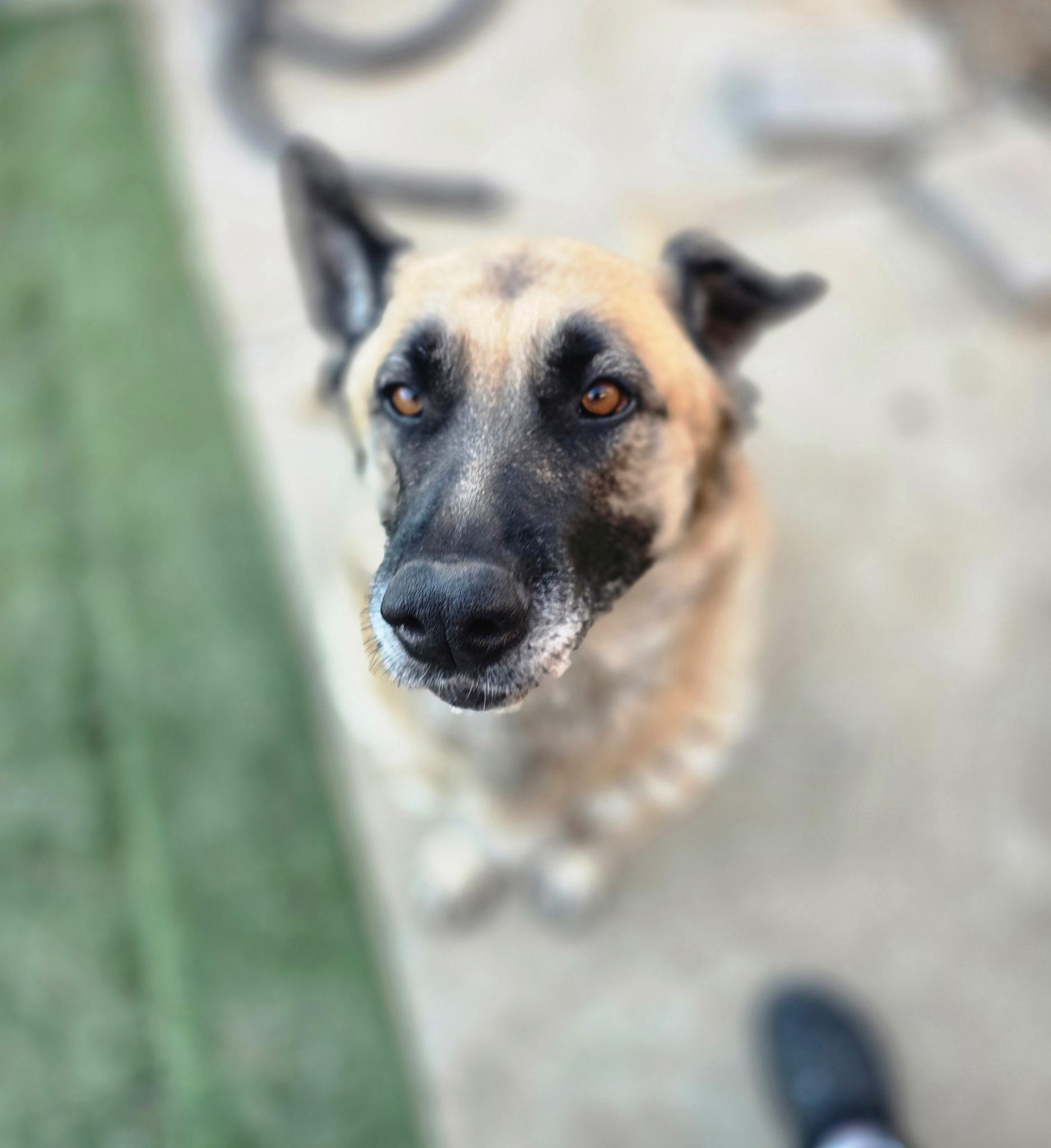Enlarge Coco, a Adoptable Shepherd in santa monica, CA image 2/6