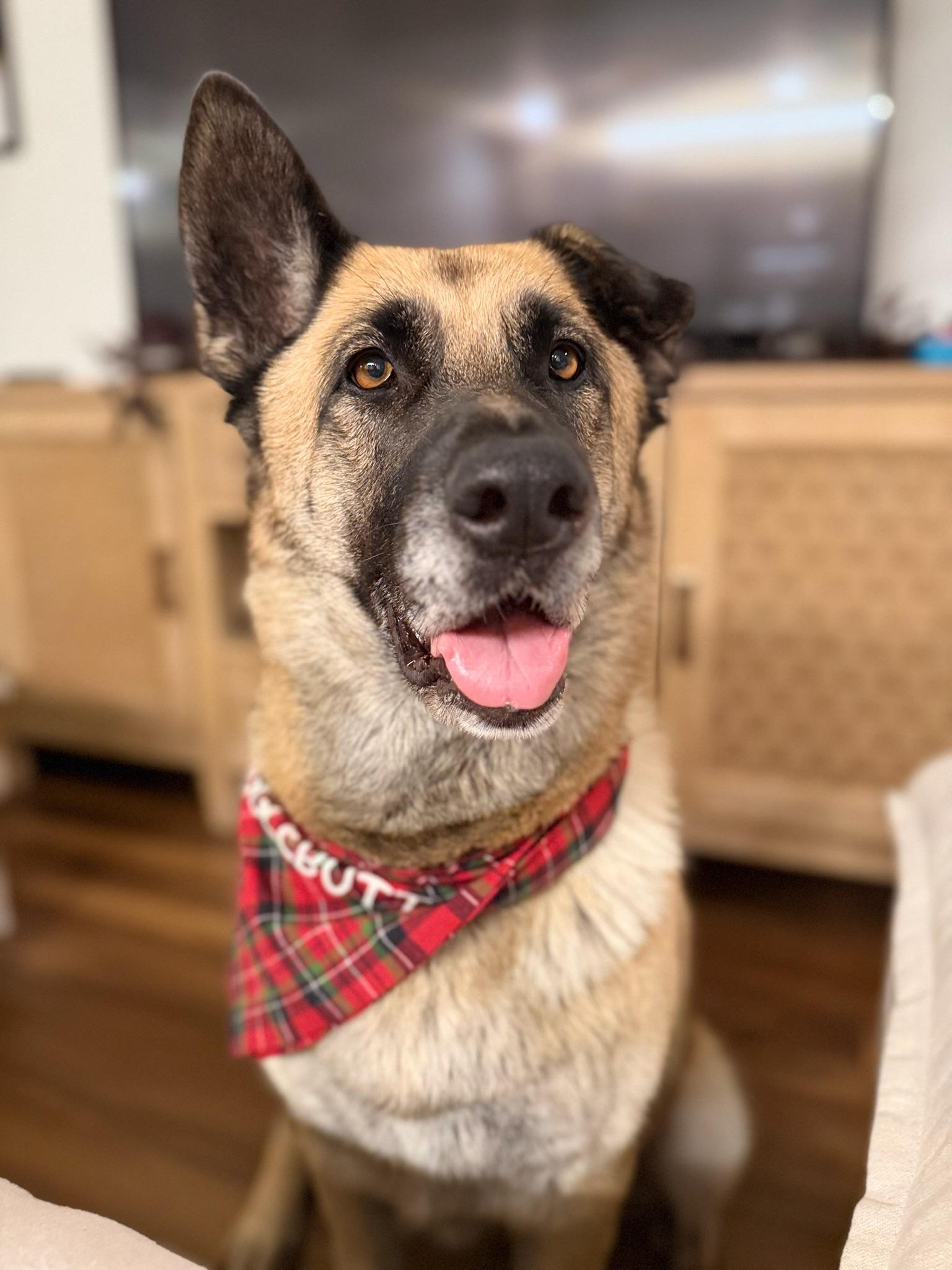 Enlarge Coco, a Adoptable Shepherd in santa monica, CA image 6/6