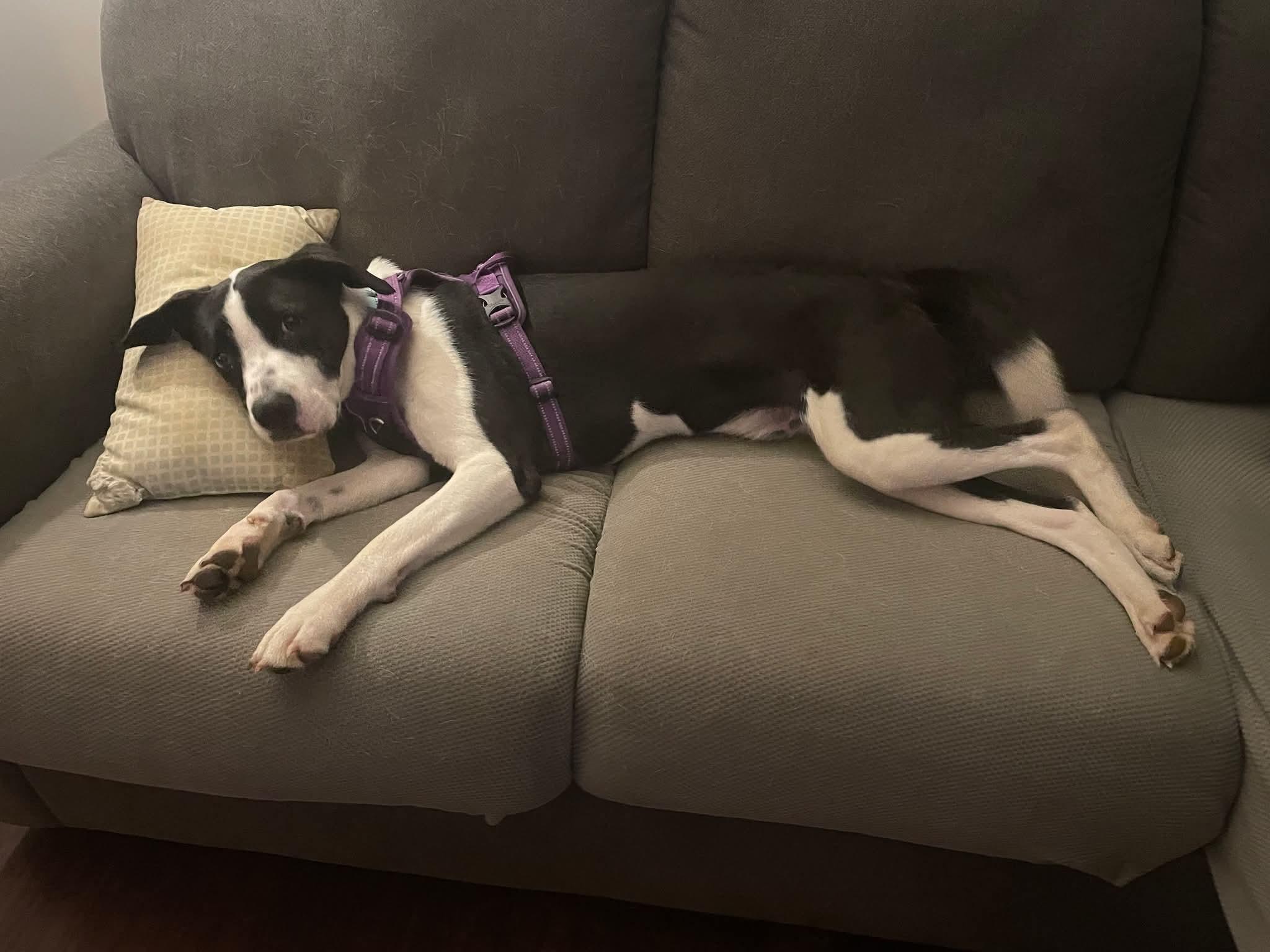 Enlarge Kenny, a ADOPTABLE Mixed Breed in Nashville, TN image 3/5