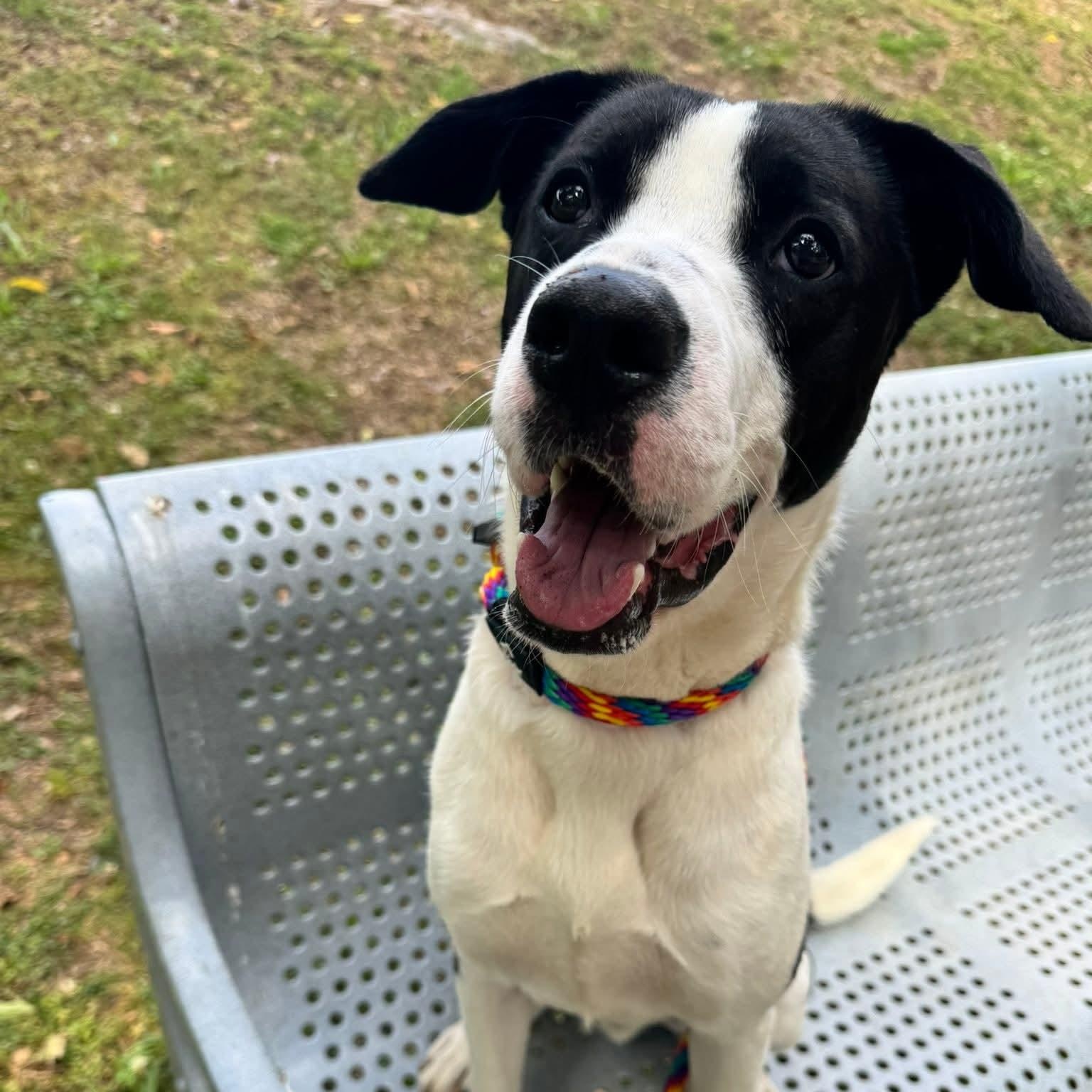 Enlarge Kenny, a ADOPTABLE Mixed Breed in Nashville, TN image 2/5